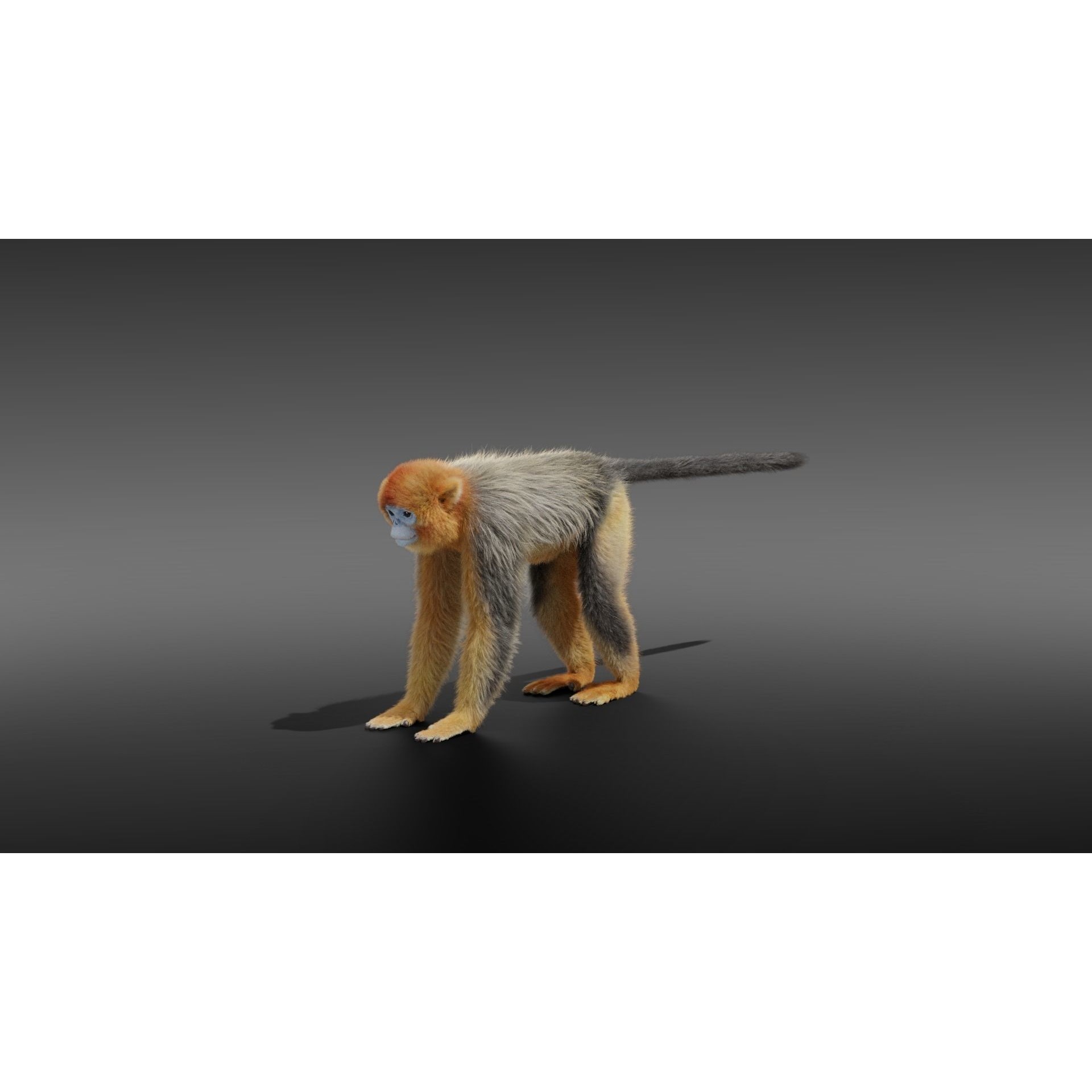 Golden Snub-nosed Monkey Animated 3D model 10