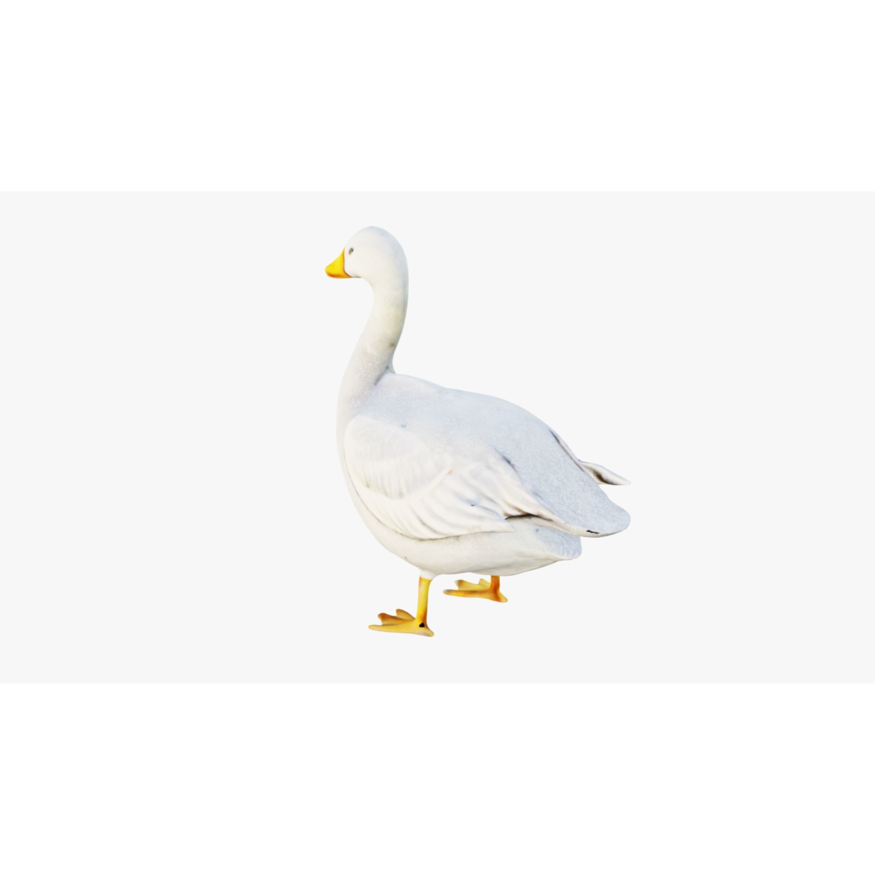 Goose Free 3D model 4