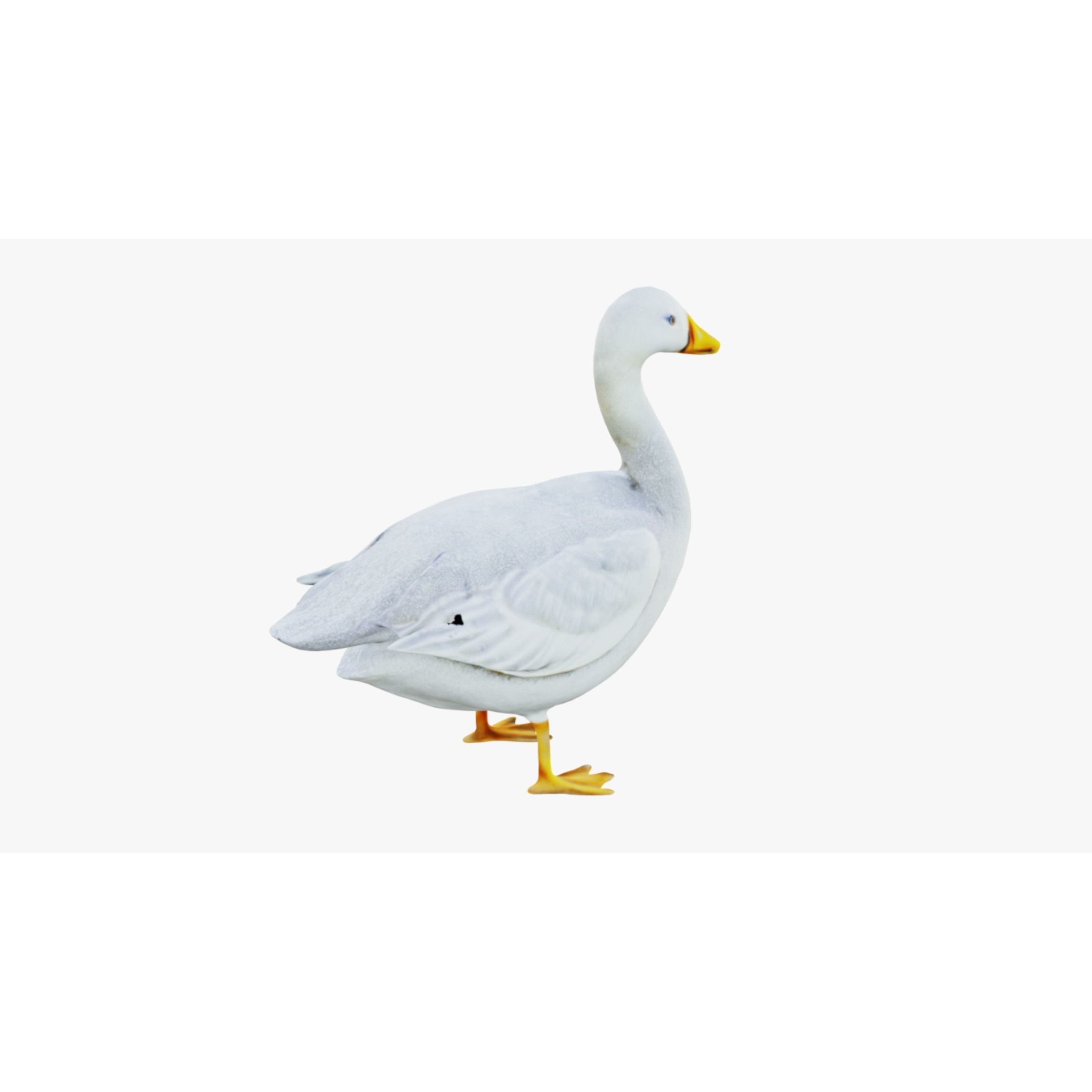 Goose Free 3D model 5