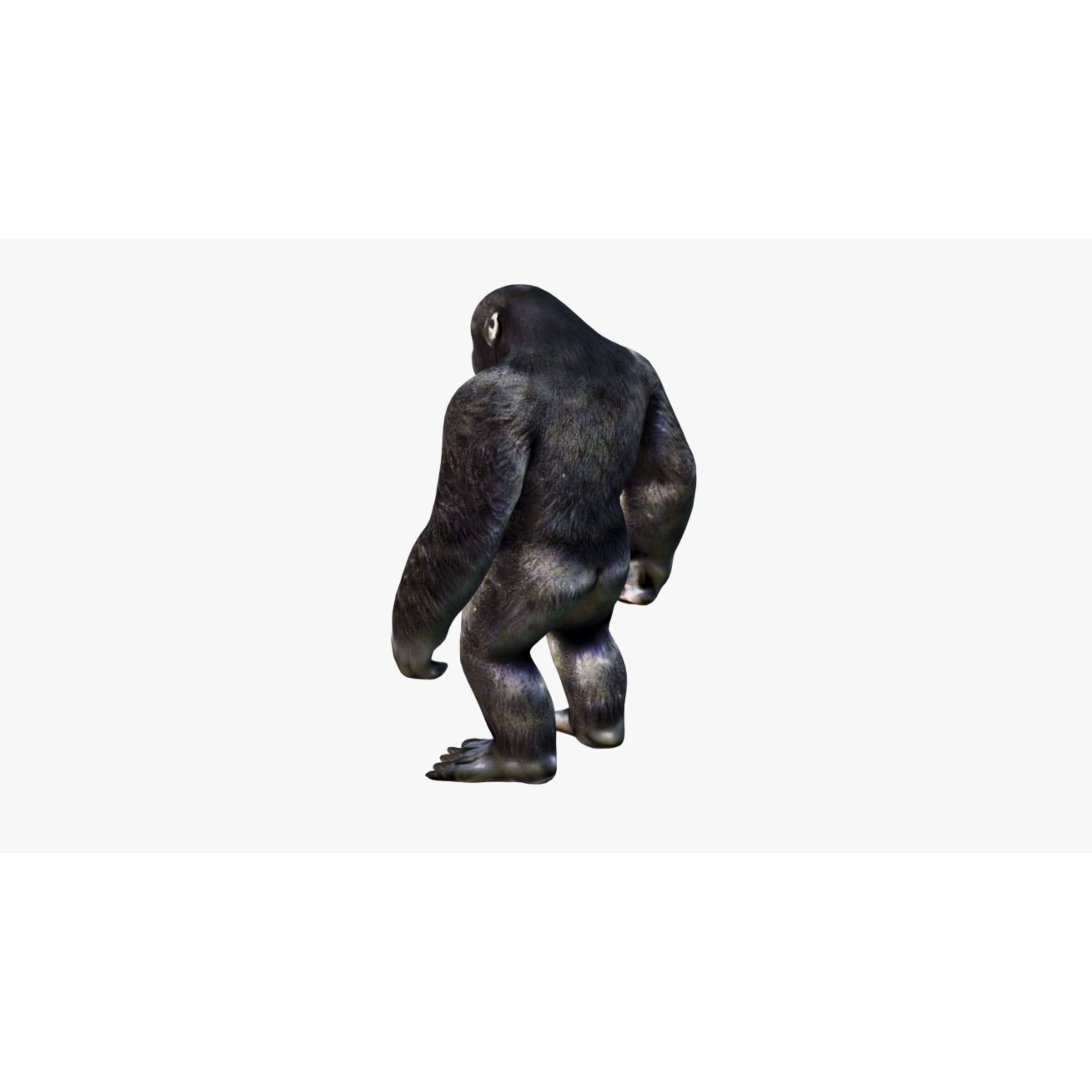 Gorilla Free 3D model 4