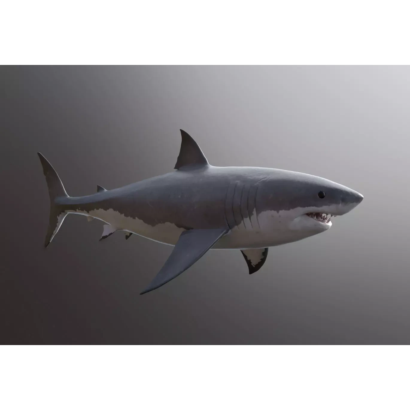 great white shark Free 3D model