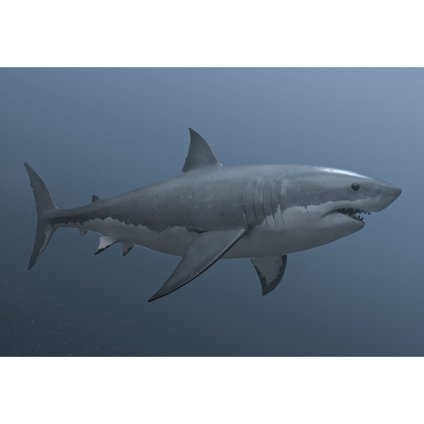 great white shark Free 3D model 2