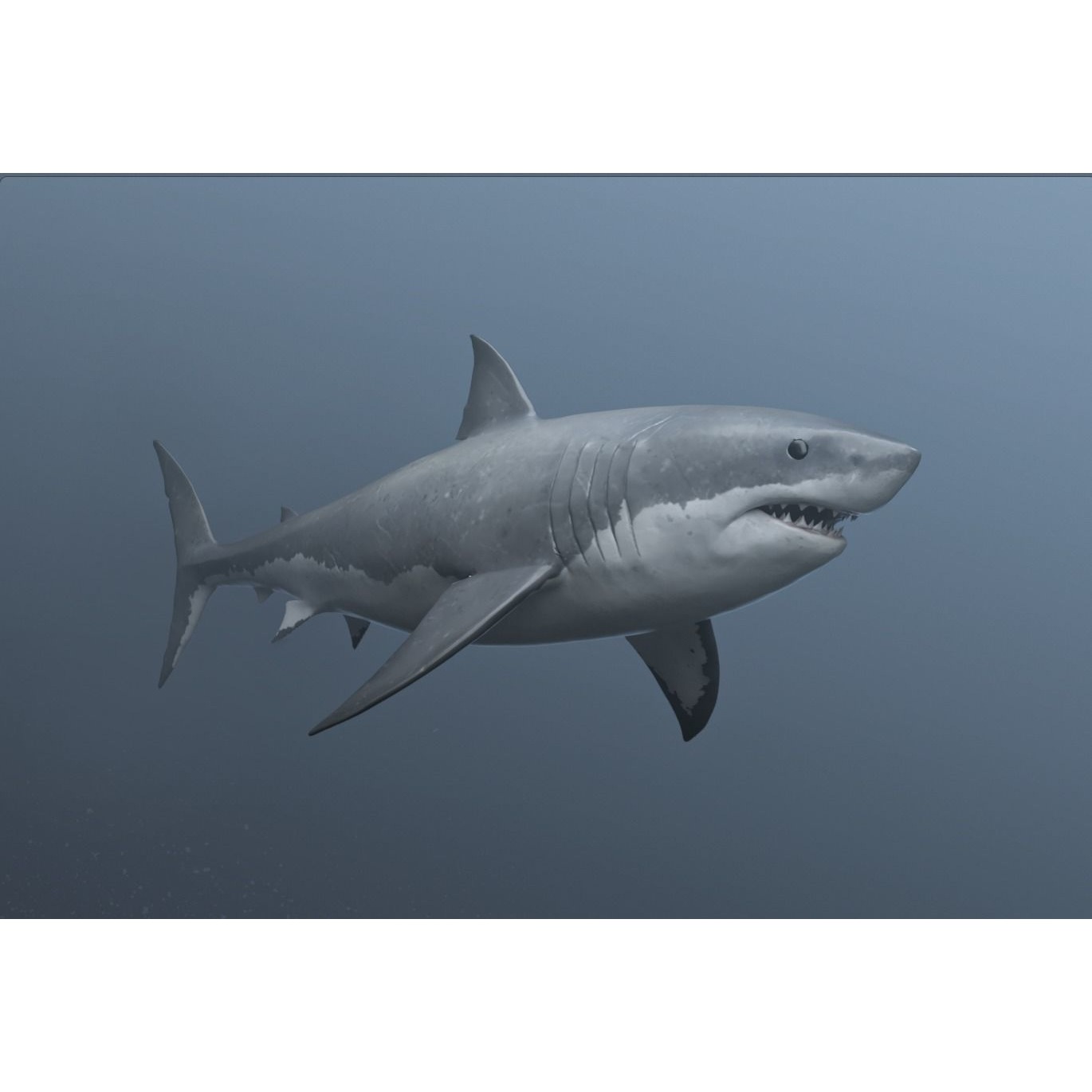 great white shark Free 3D model 3