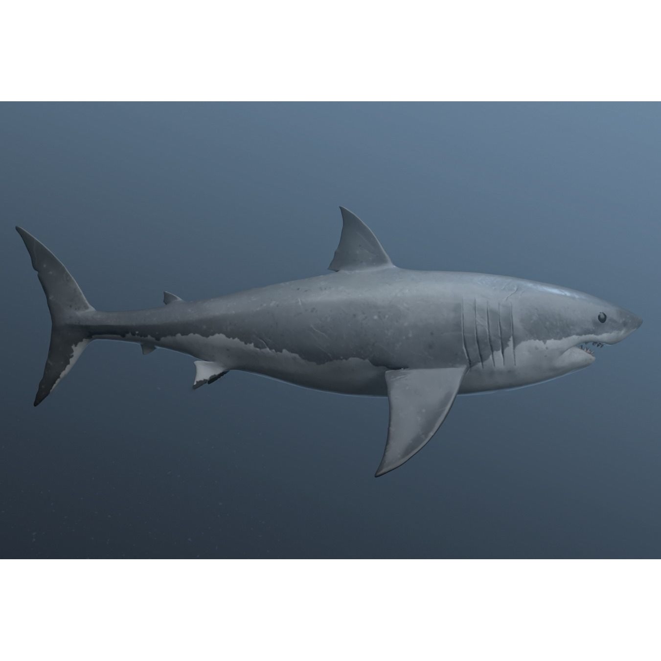 great white shark Free 3D model 4