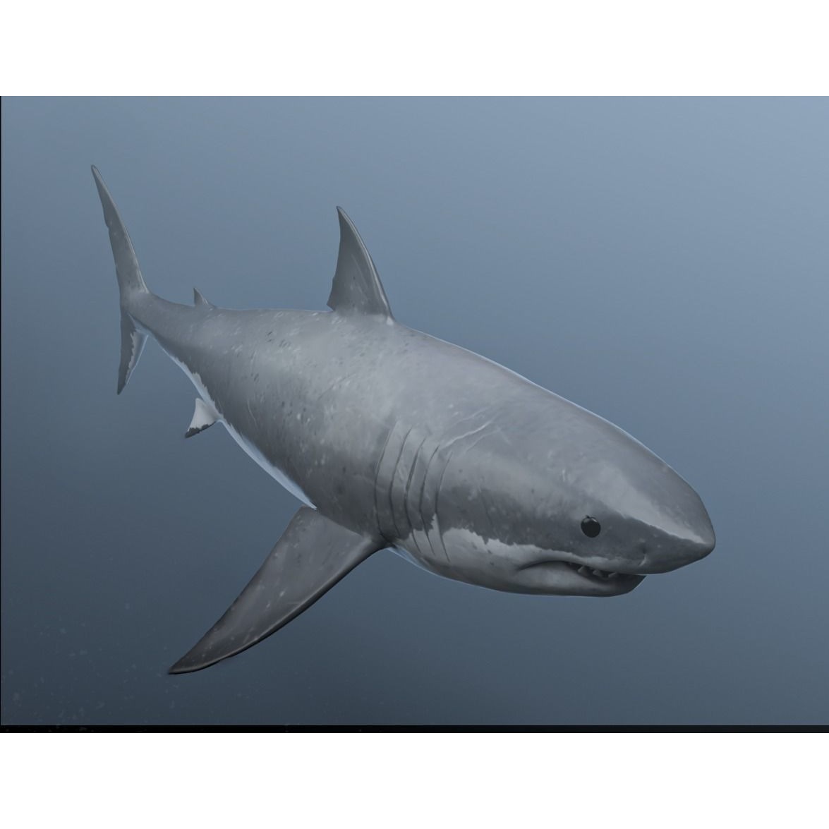 great white shark Free 3D model 5