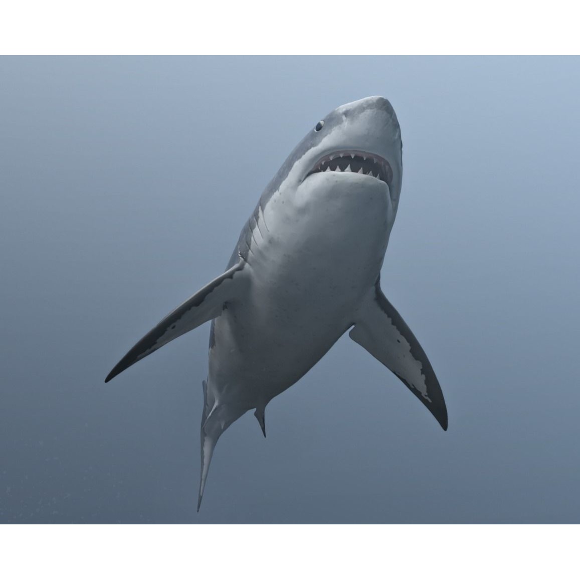 great white shark Free 3D model 6