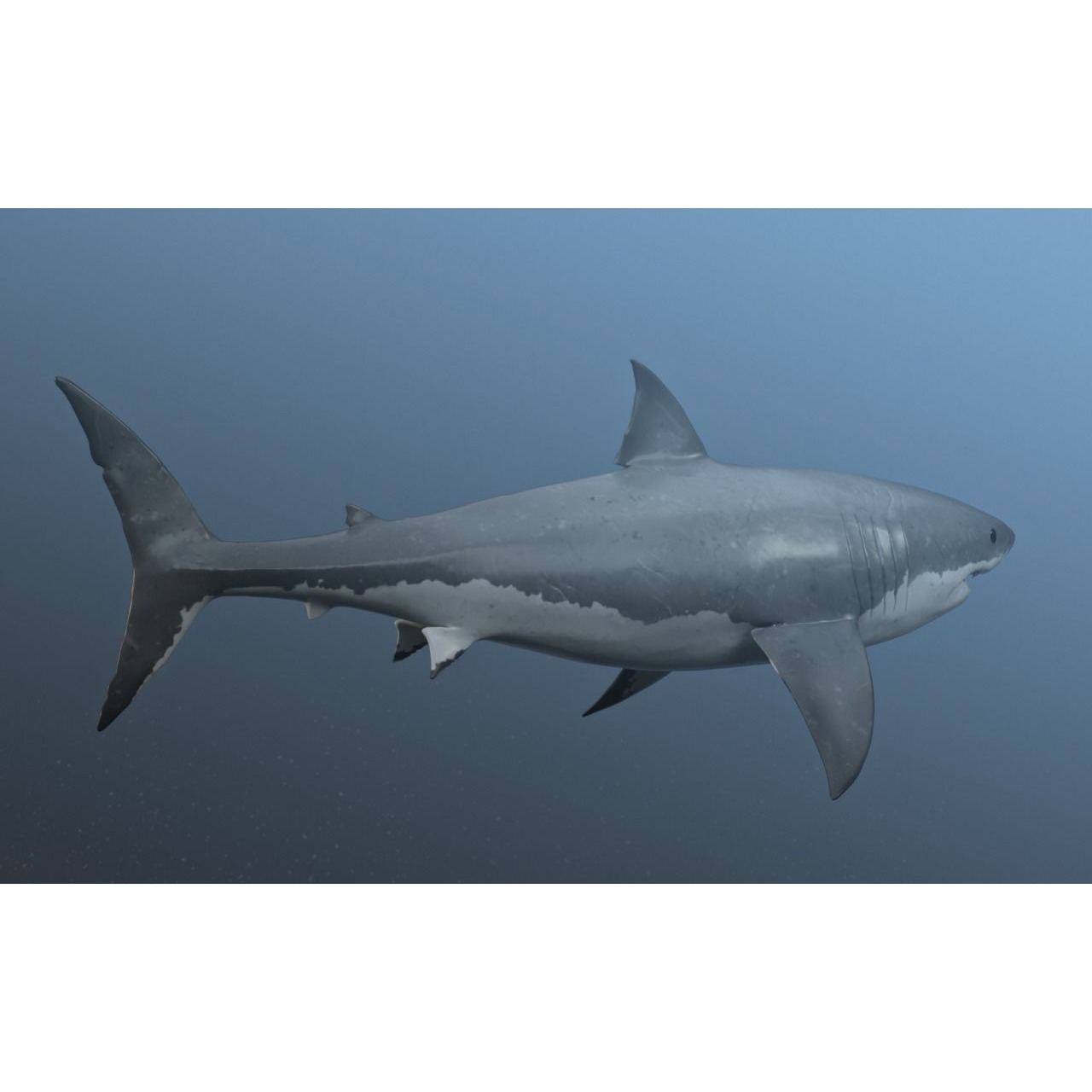 great white shark Free 3D model 7