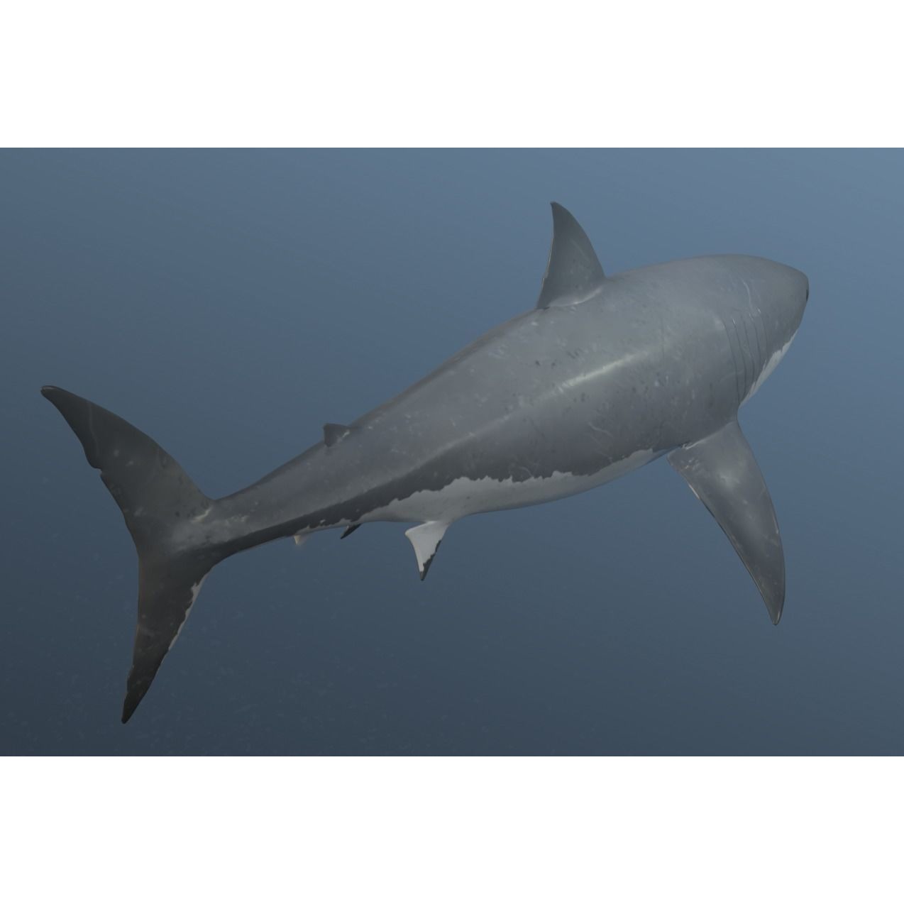 great white shark Free 3D model 8