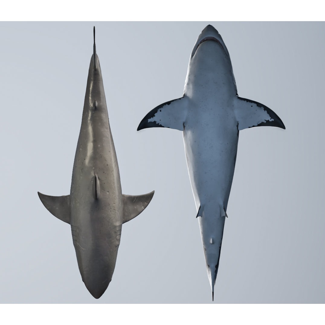 great white shark Free 3D model 9
