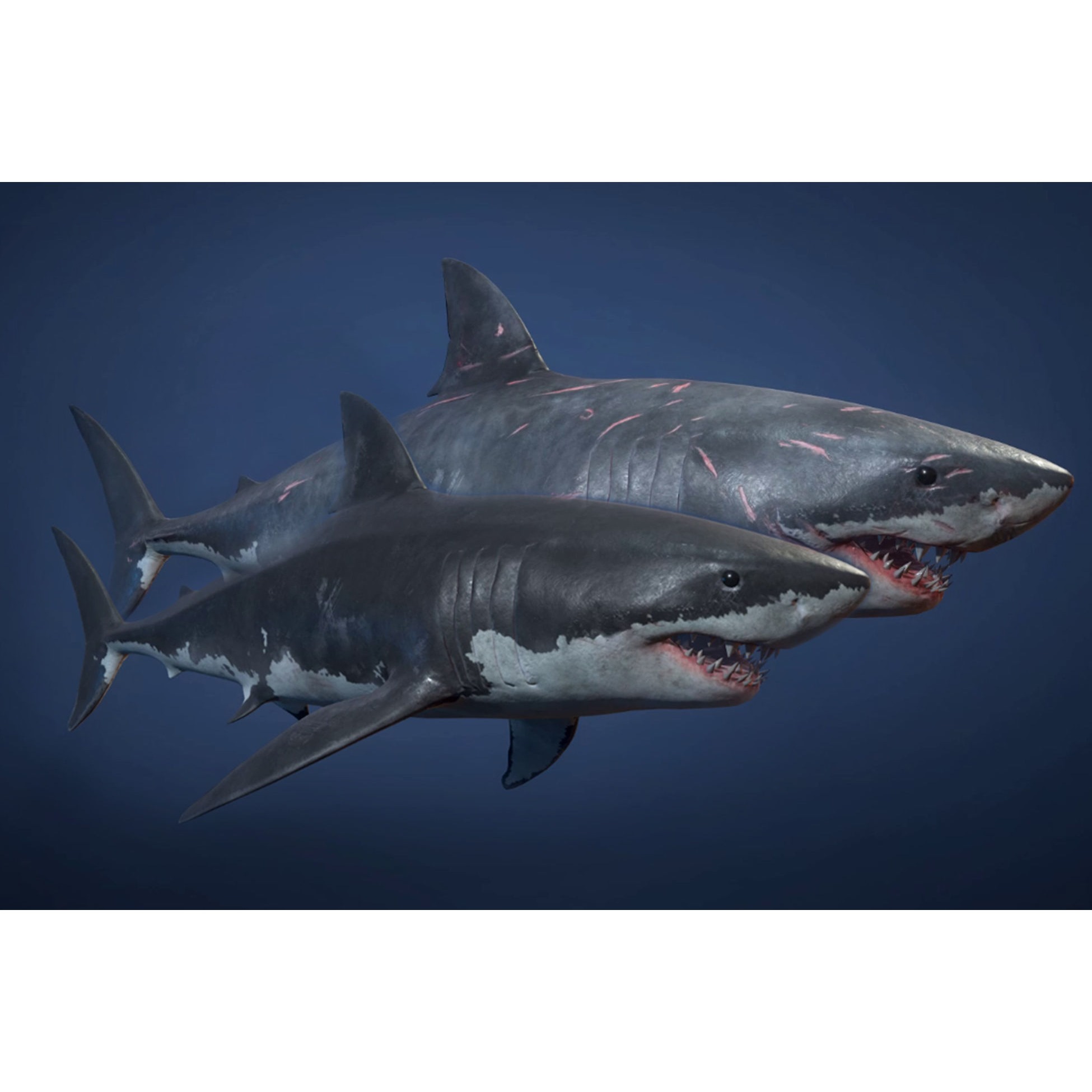 Great White Shark - Game Ready Low-poly 3D model 2