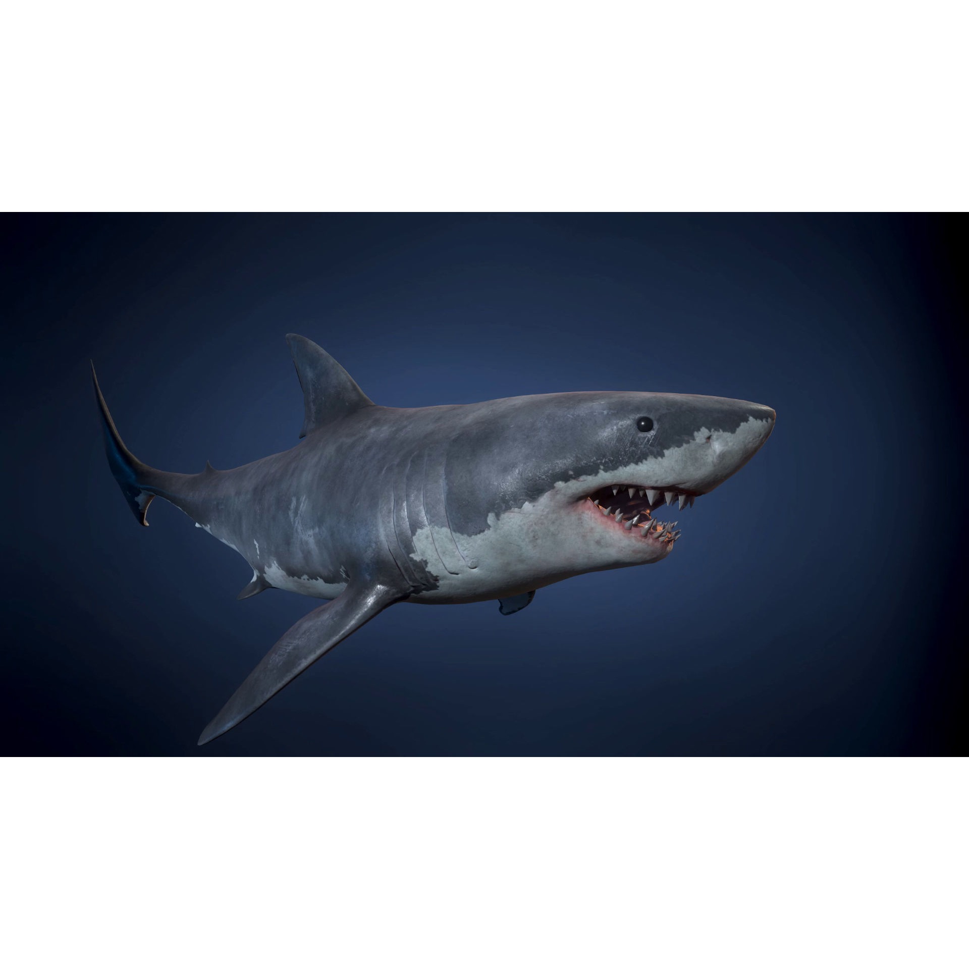 Great White Shark - Game Ready Low-poly 3D model 3