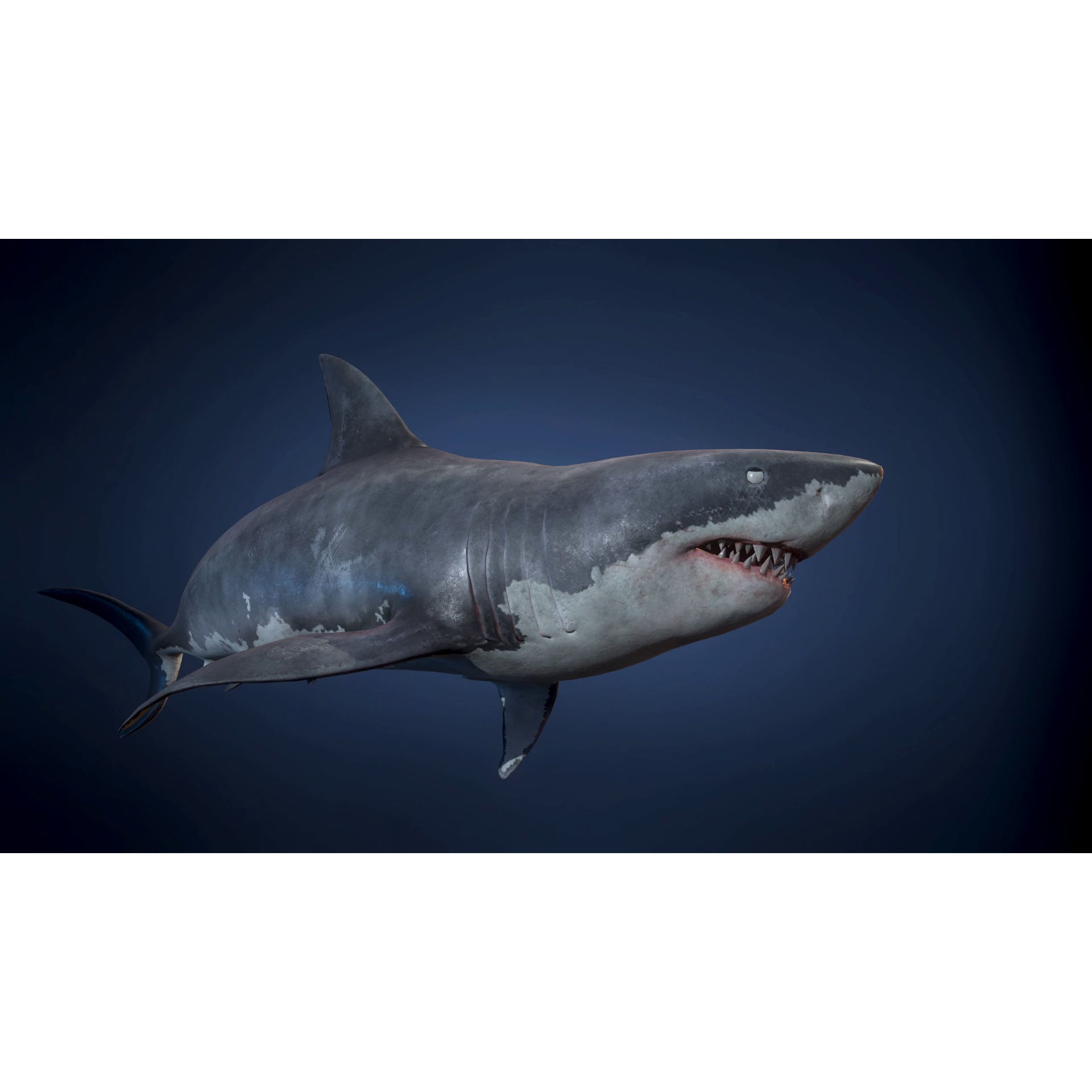 Great White Shark - Game Ready Low-poly 3D model 4