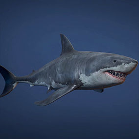 Great White Shark - Game Ready Low-poly 3D model 7