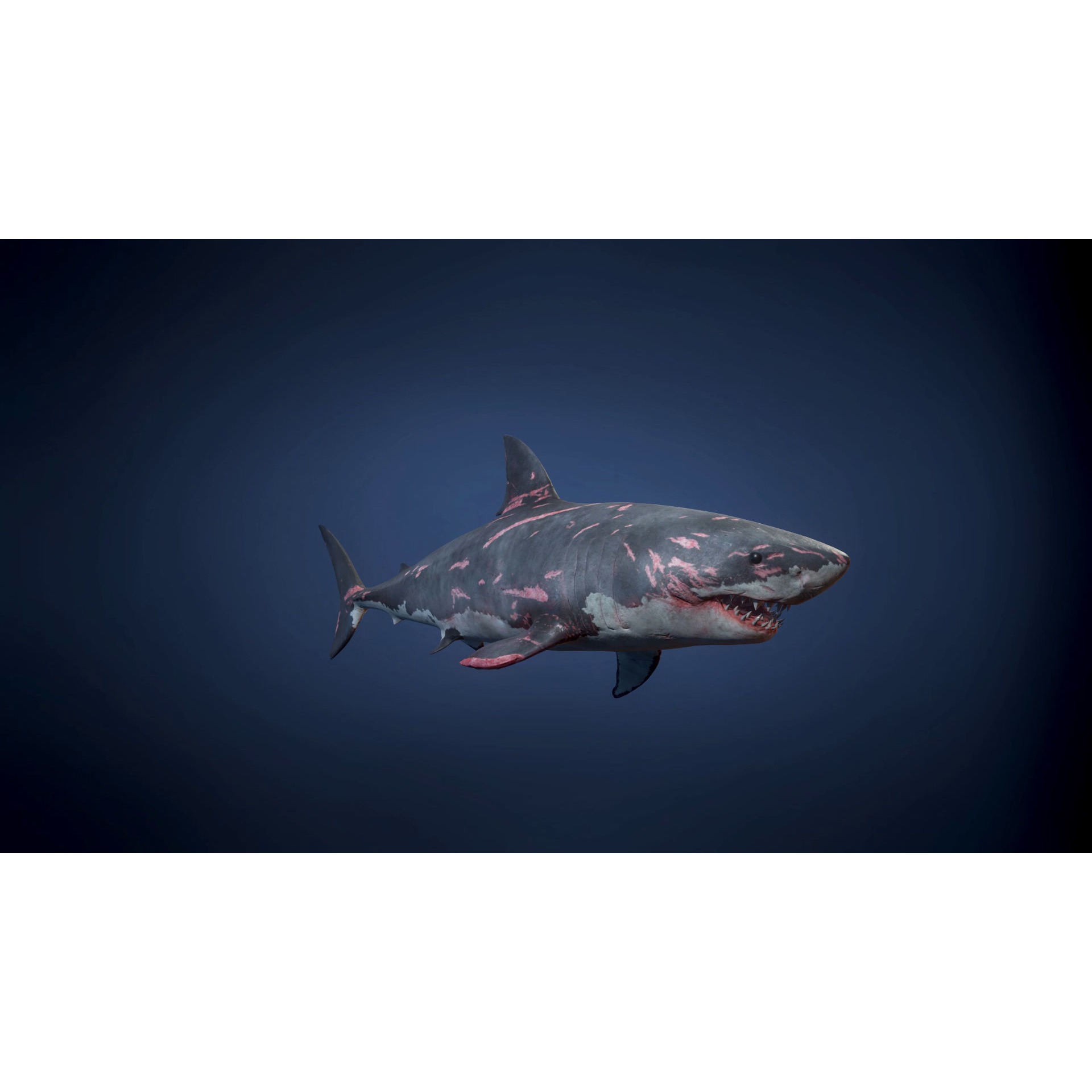 Great White Shark - Game Ready Low-poly 3D model 8