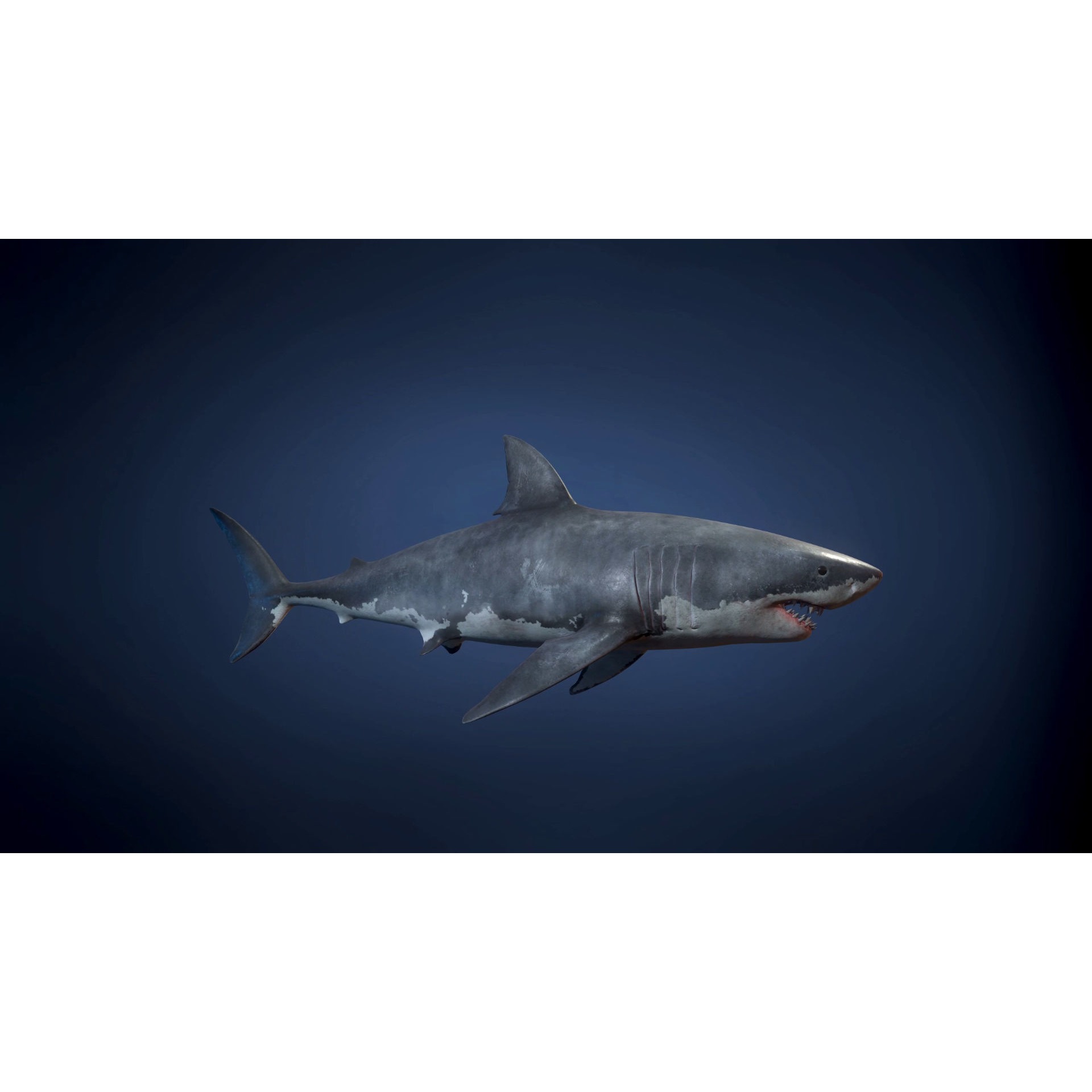 Great White Shark - Game Ready Low-poly 3D model 9