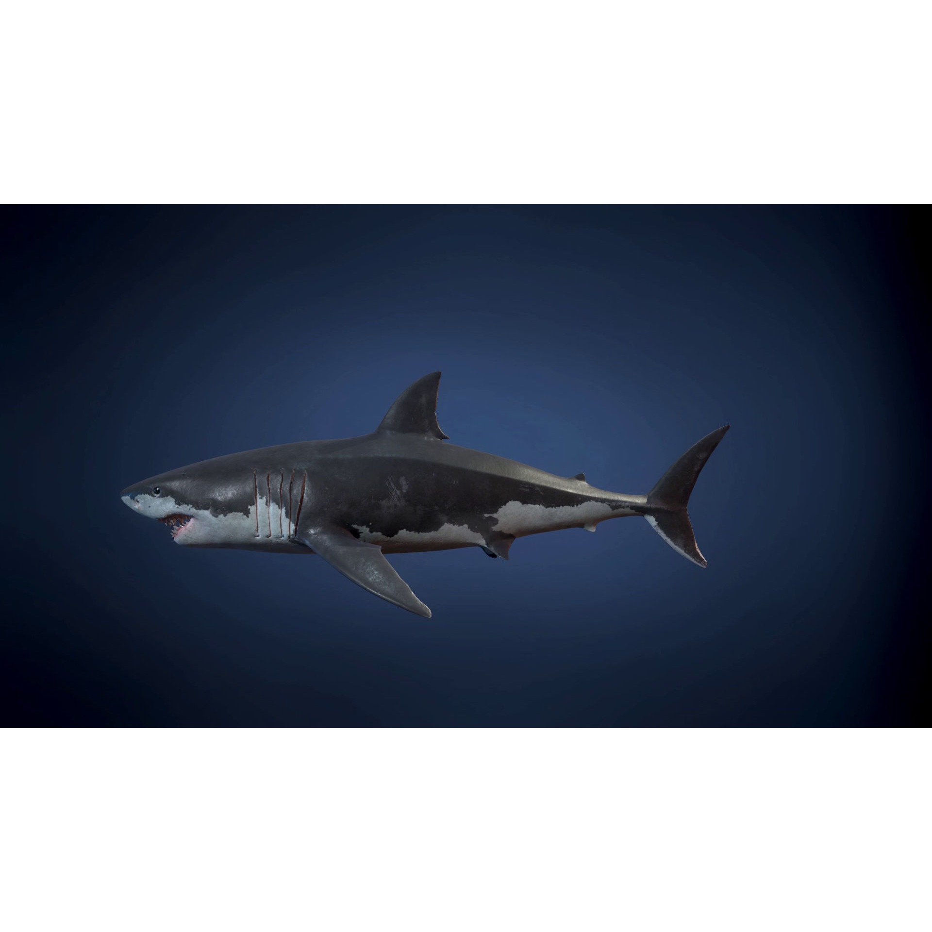 Great White Shark - Game Ready Low-poly 3D model 10
