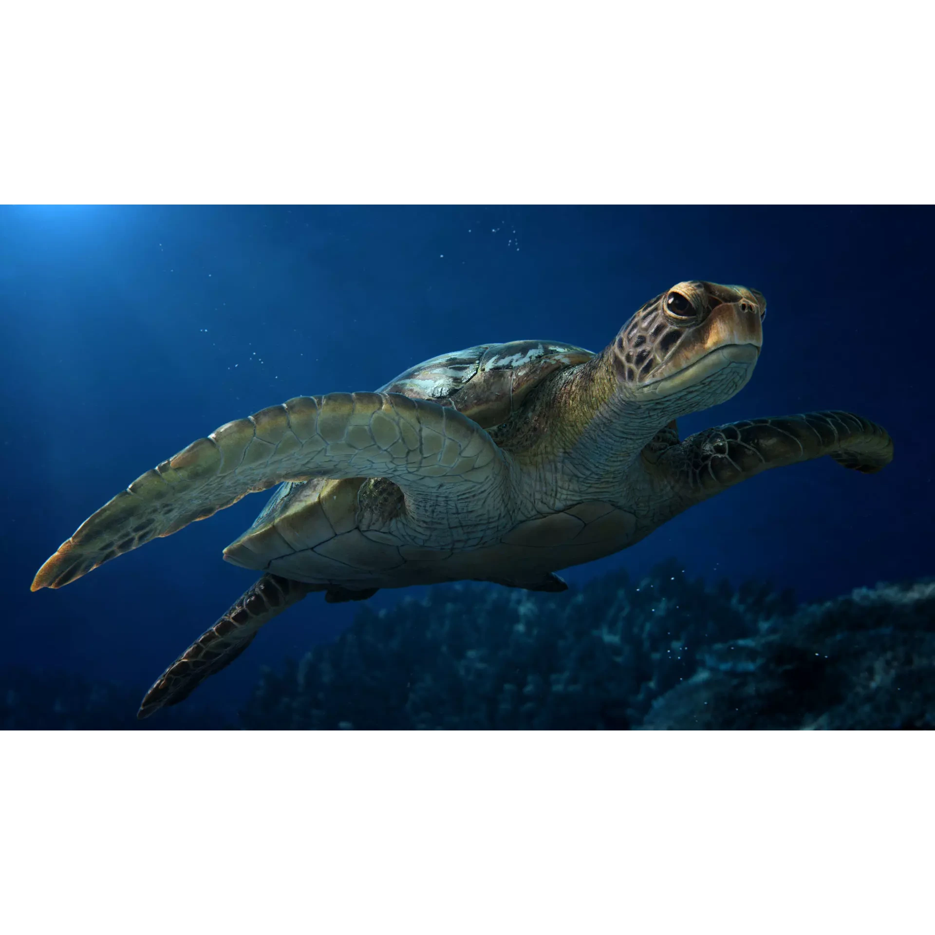 Green Sea Turtle Animated 3D model