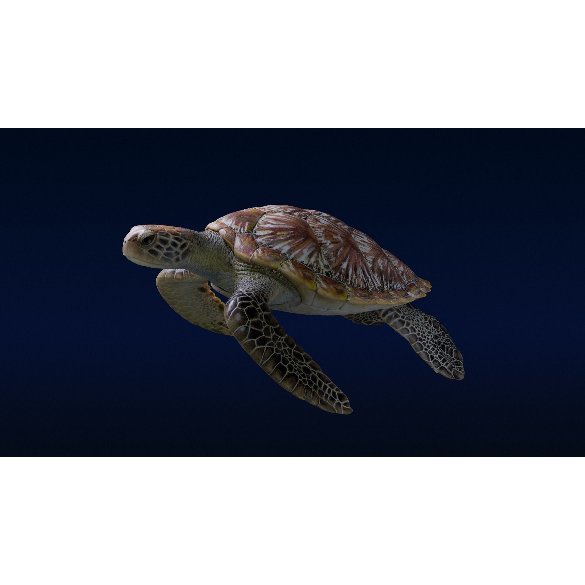 Green Sea Turtle Animated 3D model 2
