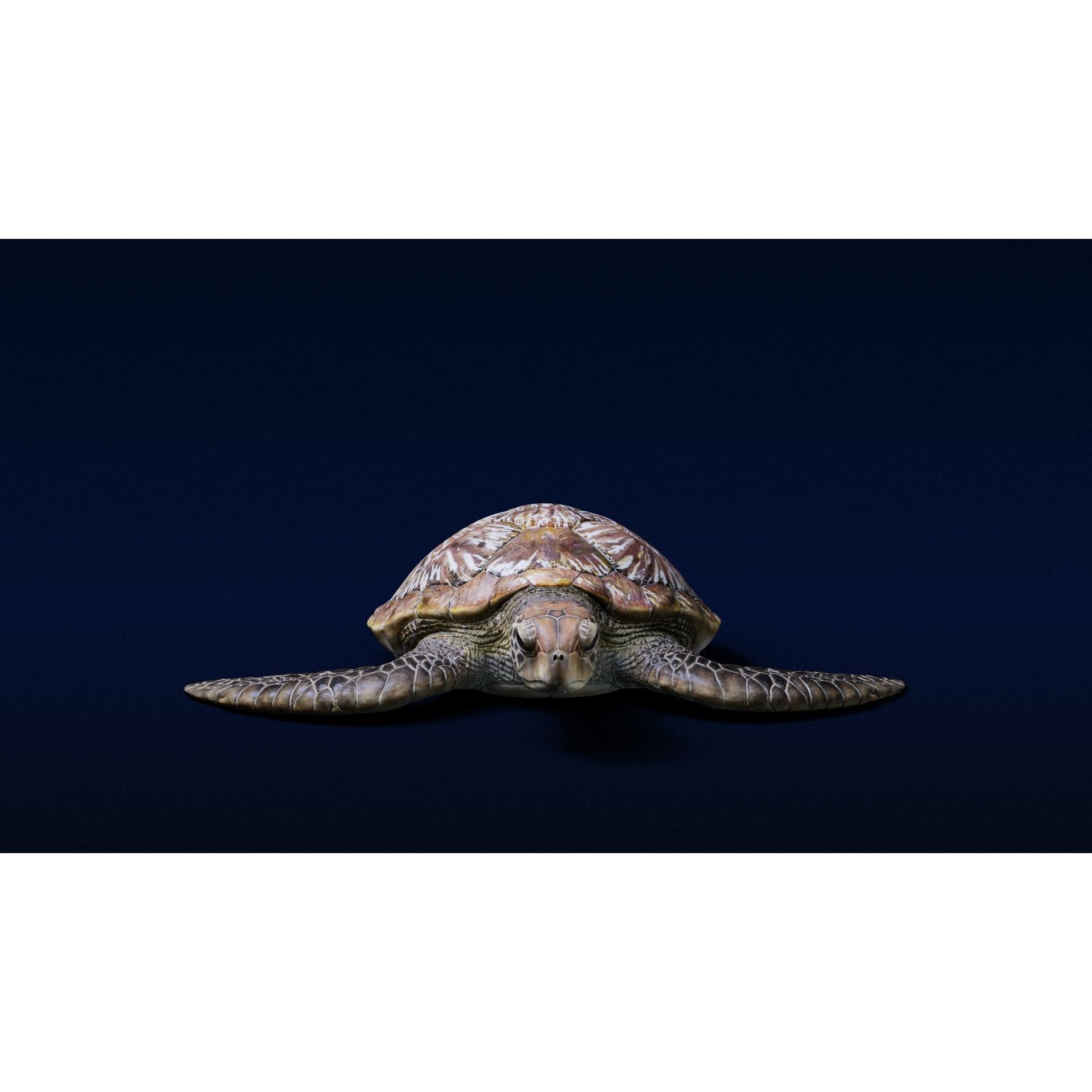 Green Sea Turtle Animated 3D model 3