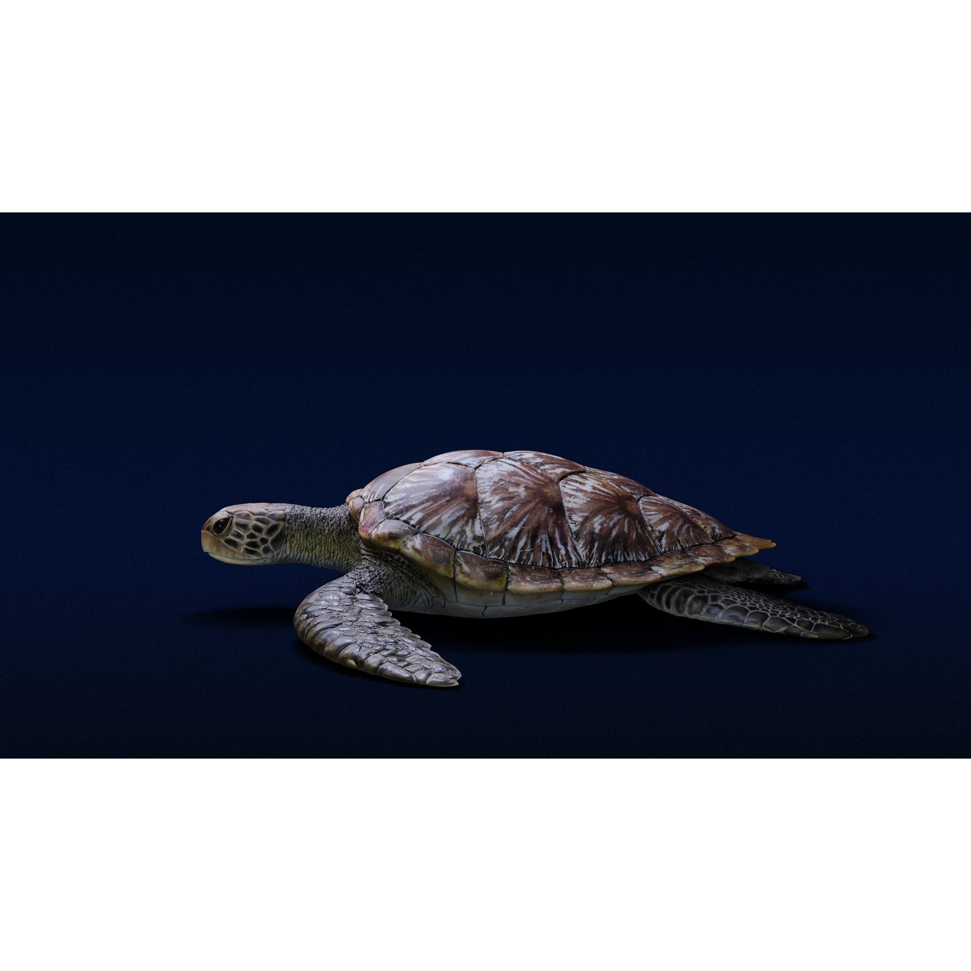 Green Sea Turtle Animated 3D model 4