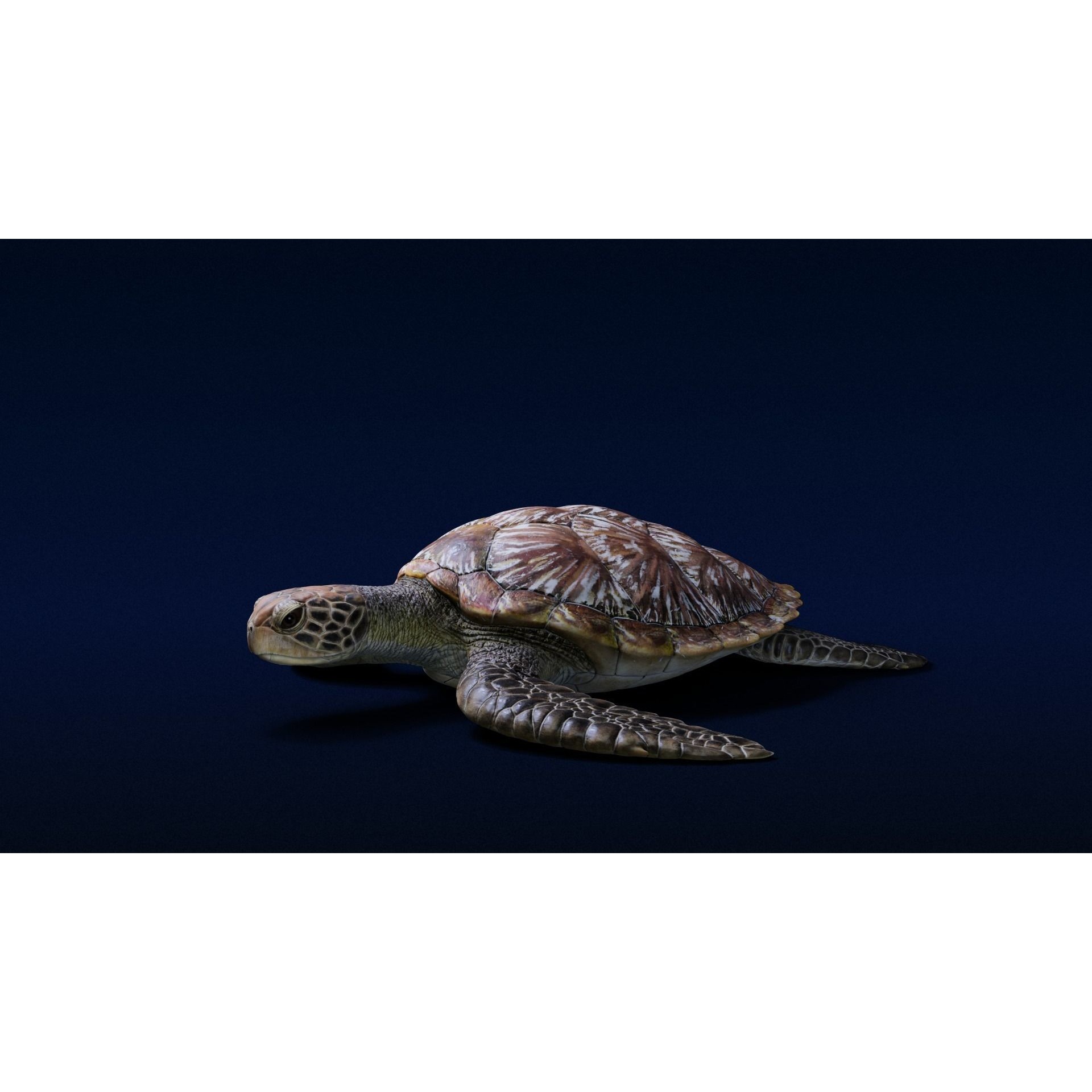 Green Sea Turtle Animated 3D model 5