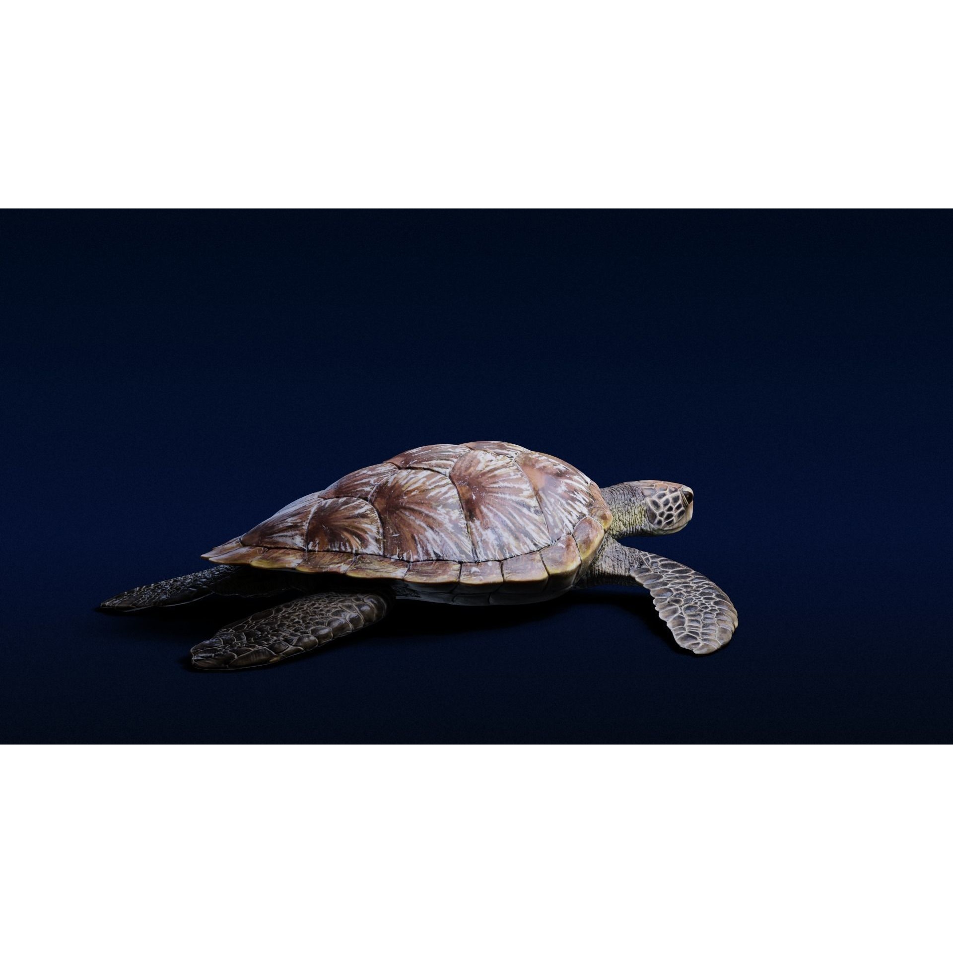 Green Sea Turtle Animated 3D model 6