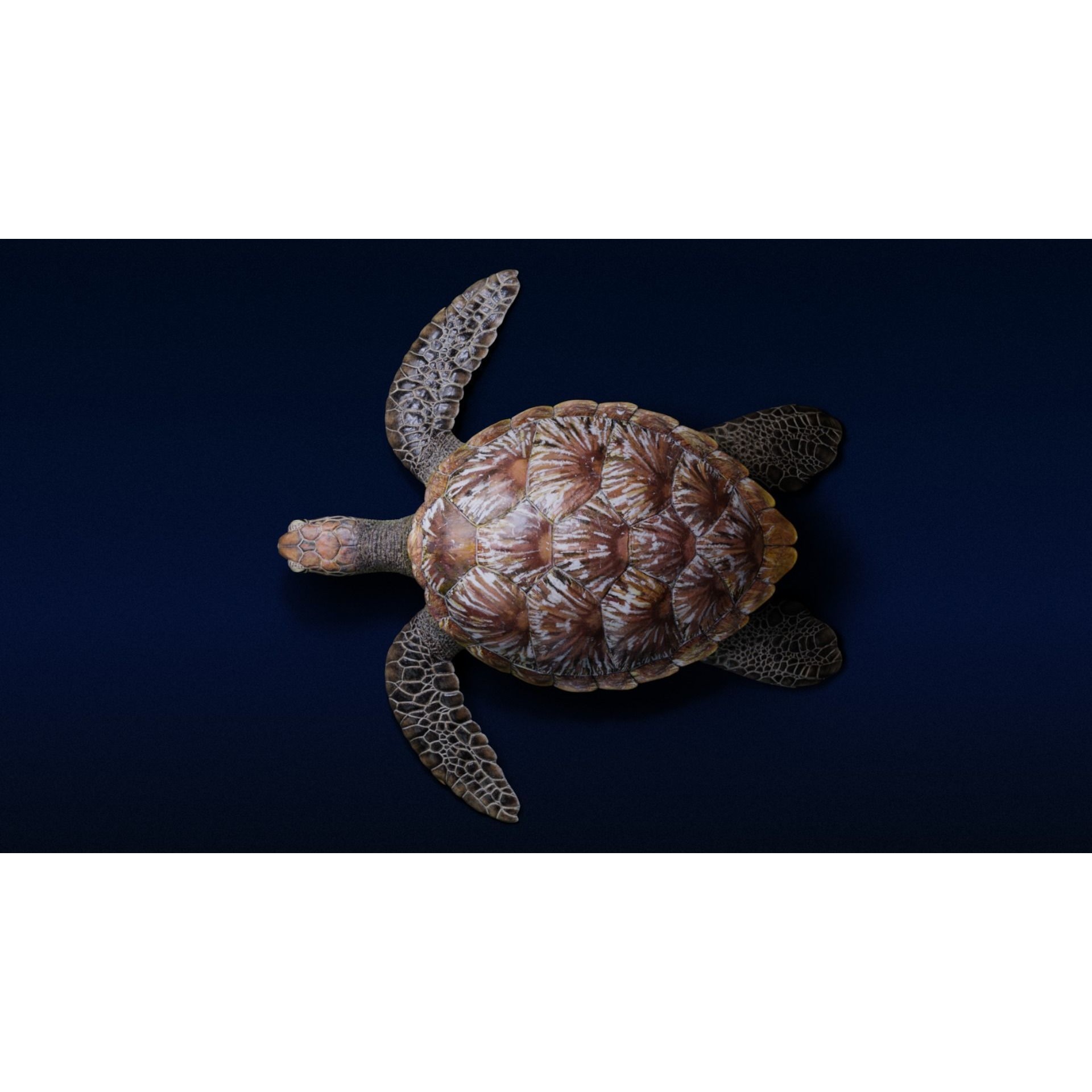 Green Sea Turtle Animated 3D model 7