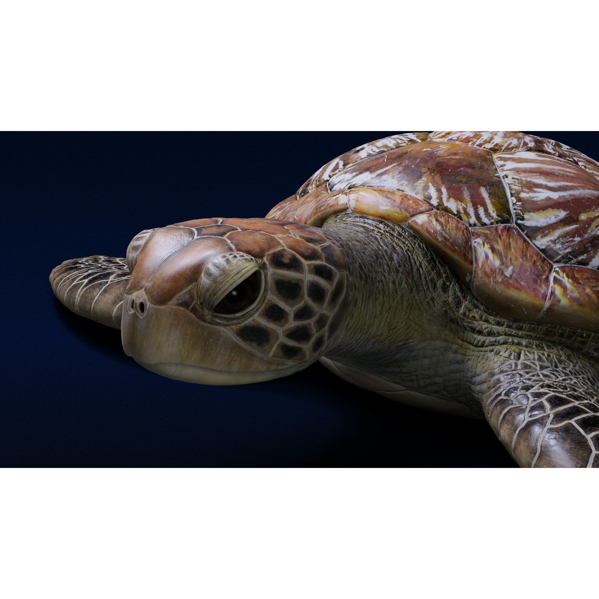 Green Sea Turtle Animated 3D model 8