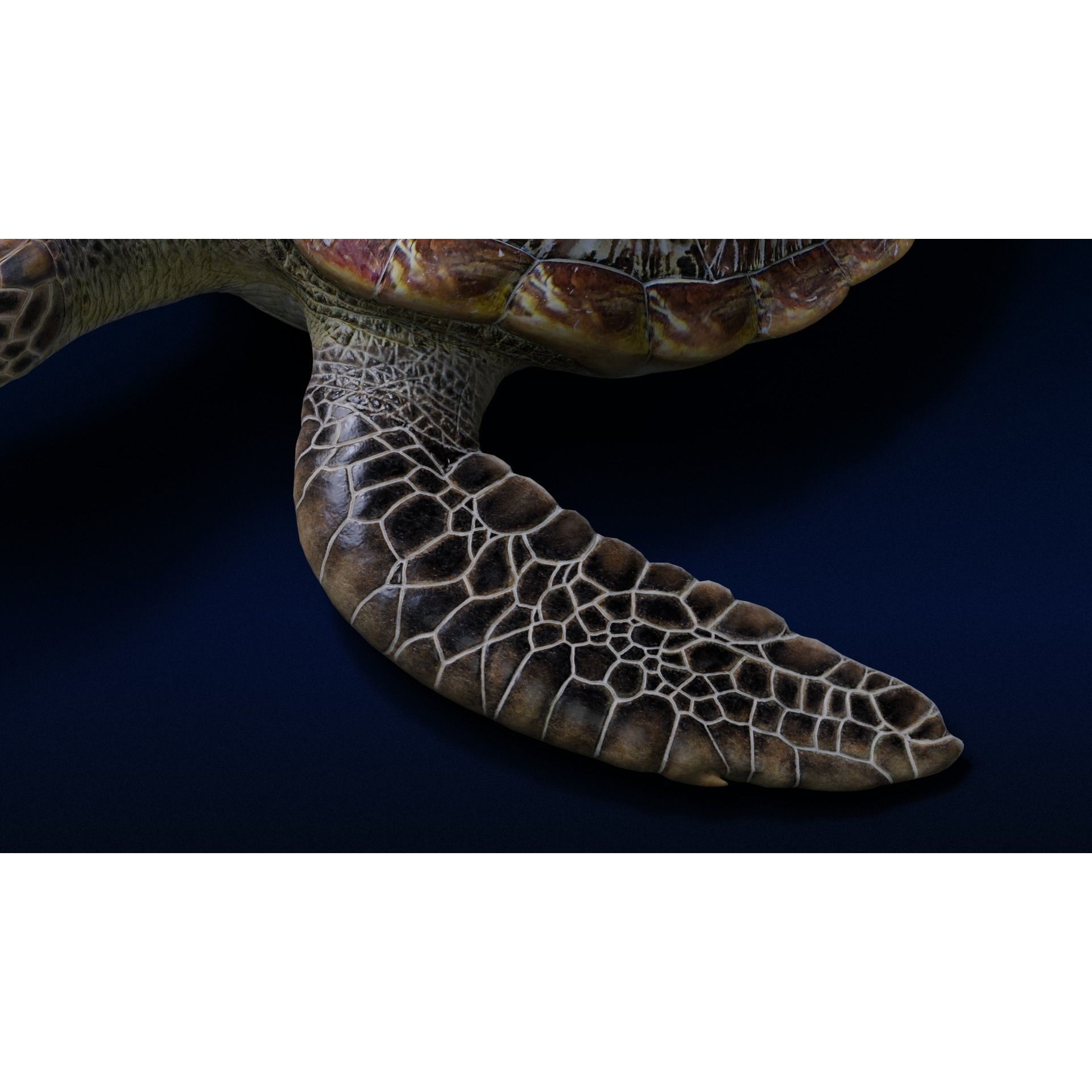 Green Sea Turtle Animated 3D model 9