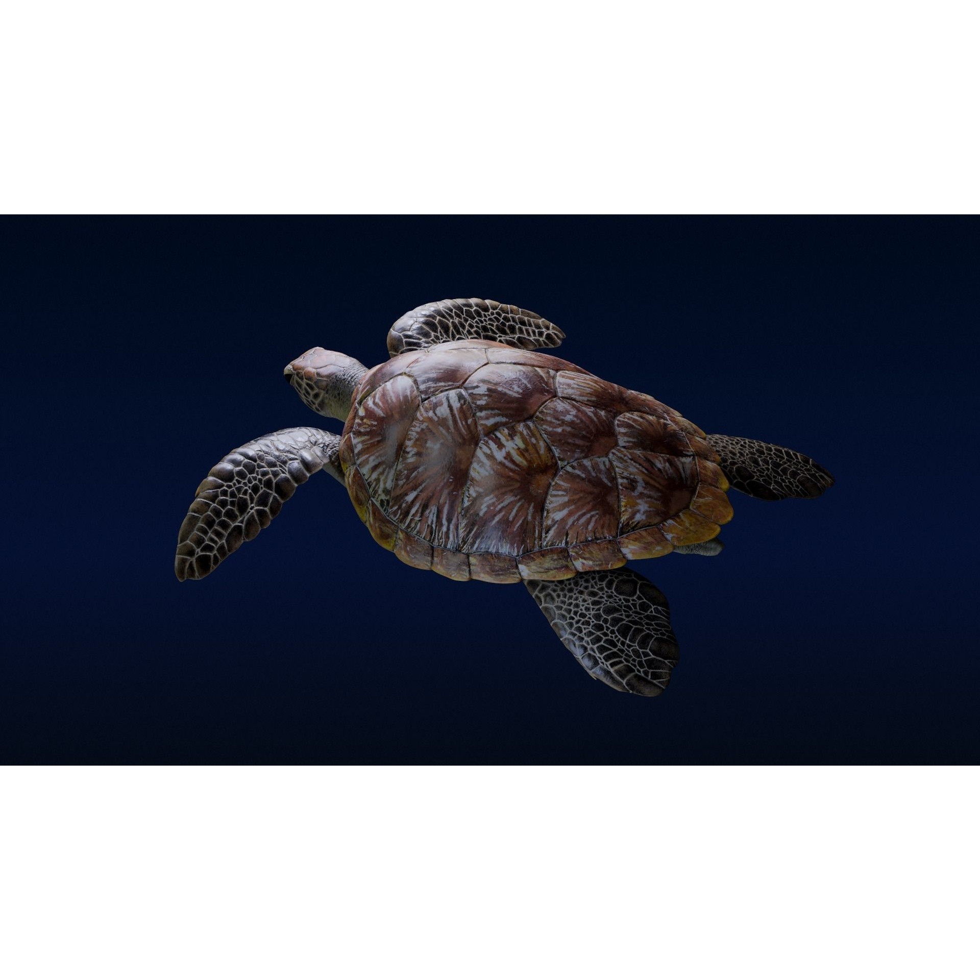 Green Sea Turtle Animated 3D model 10