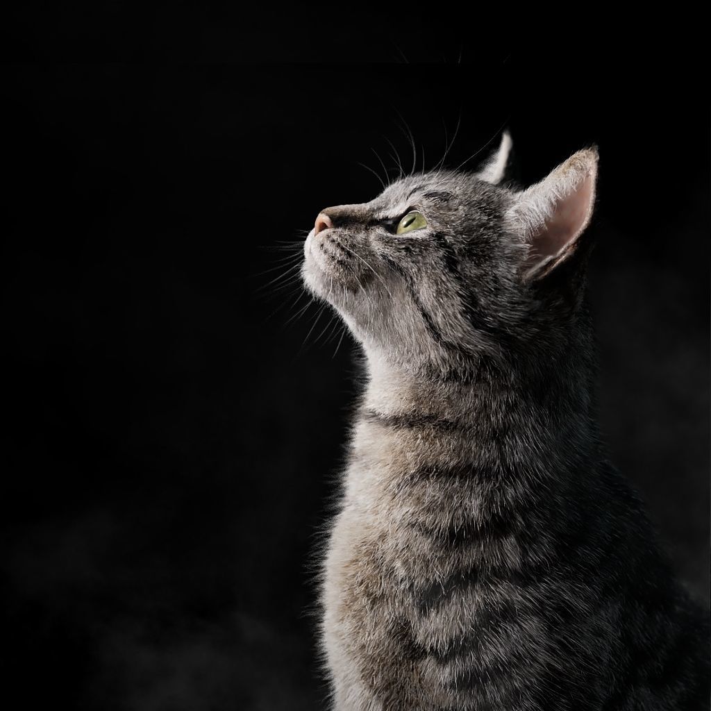 Grey Cat Animated VFX Grace 3D model 2