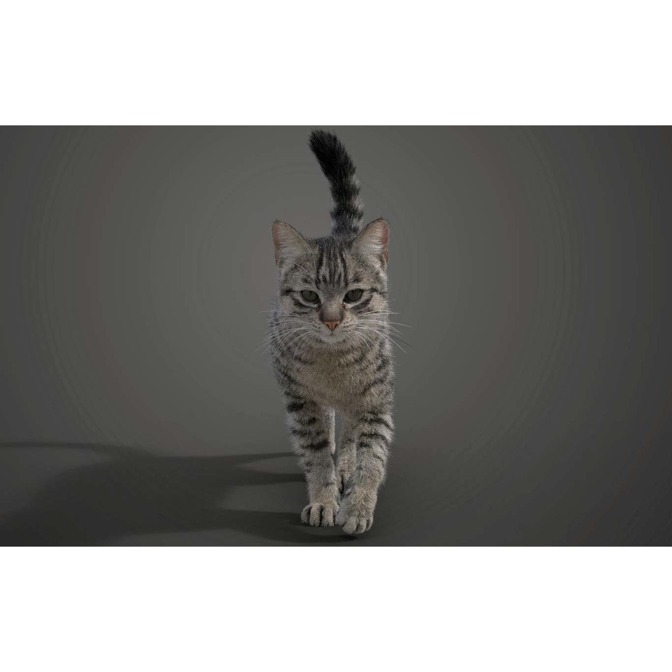 Grey Cat Animated VFX Grace 3D model 3