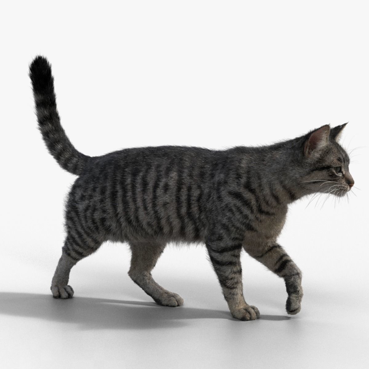 Grey Cat Animated VFX Grace 3D model 4