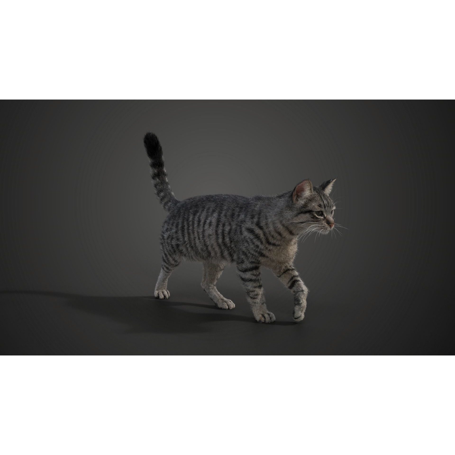 Grey Cat Animated VFX Grace 3D model 5