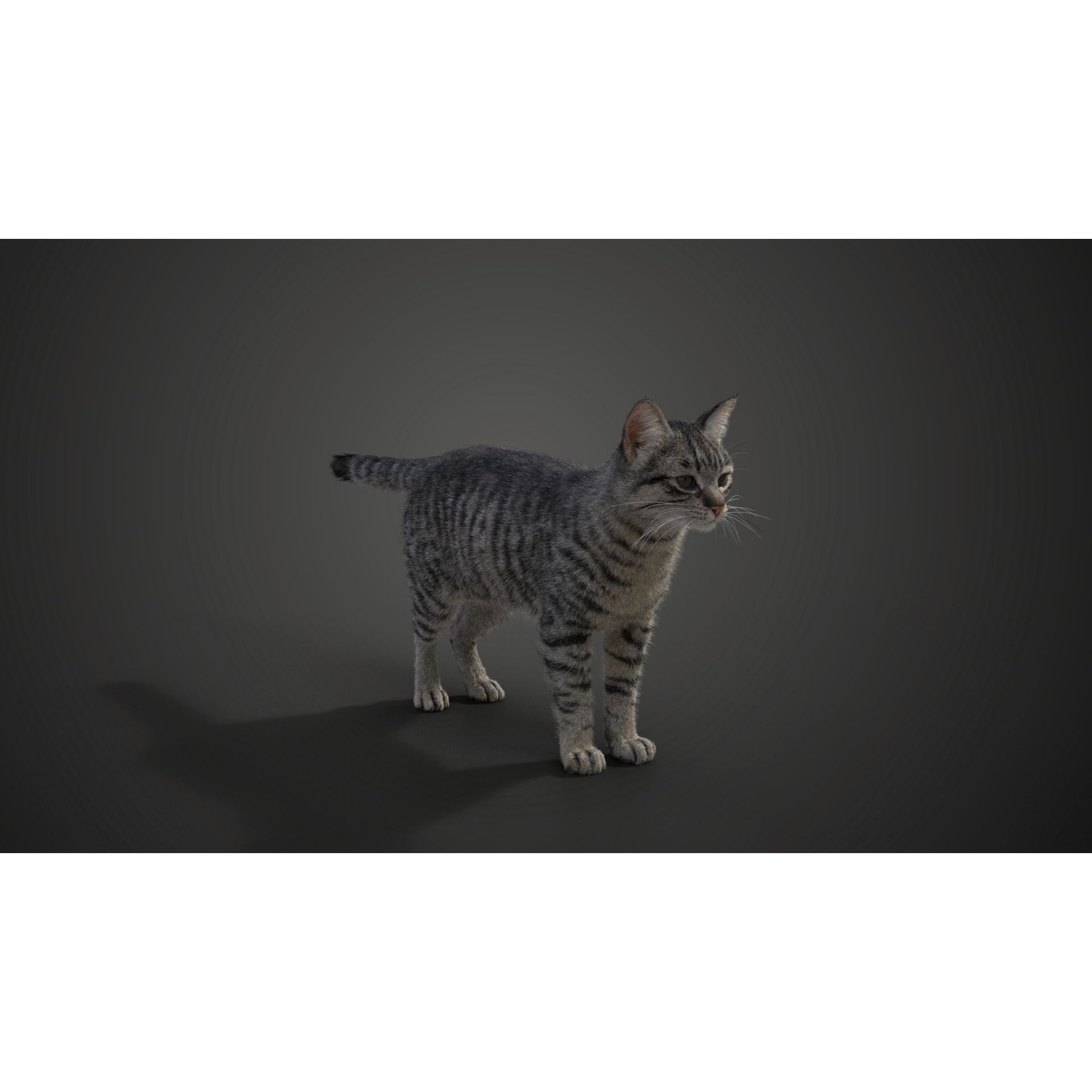 Grey Cat Animated VFX Grace 3D model 6
