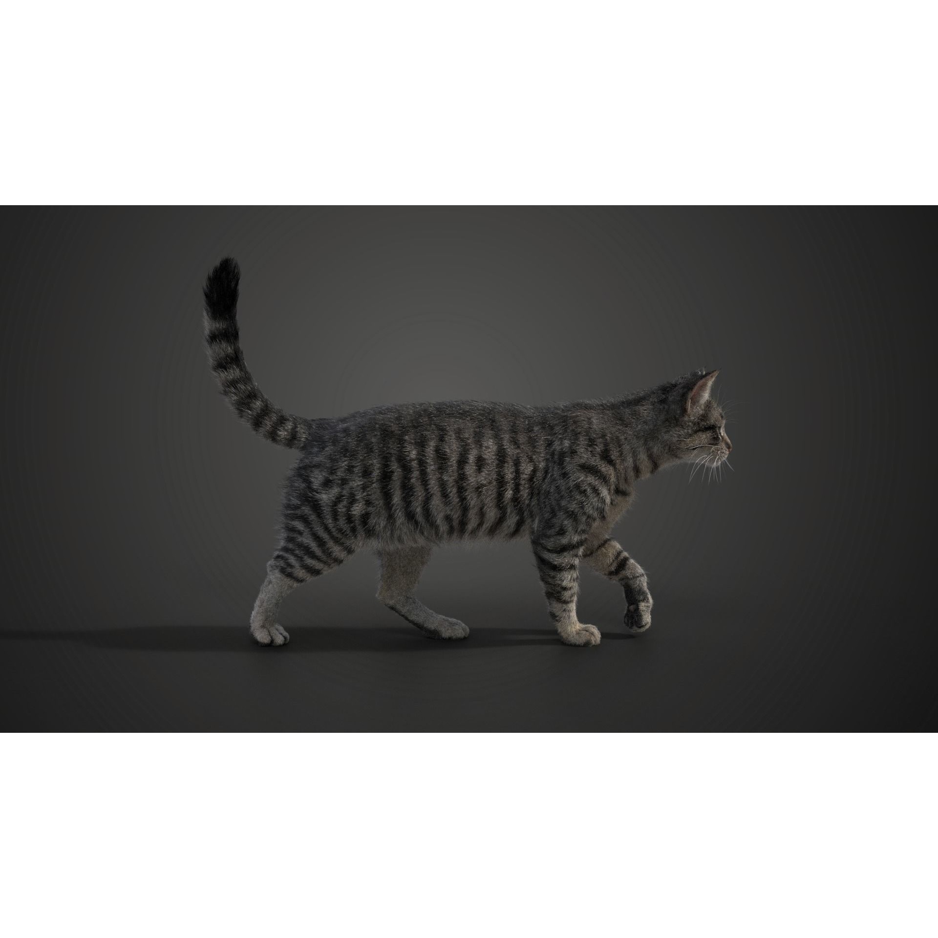 Grey Cat Animated VFX Grace 3D model 7