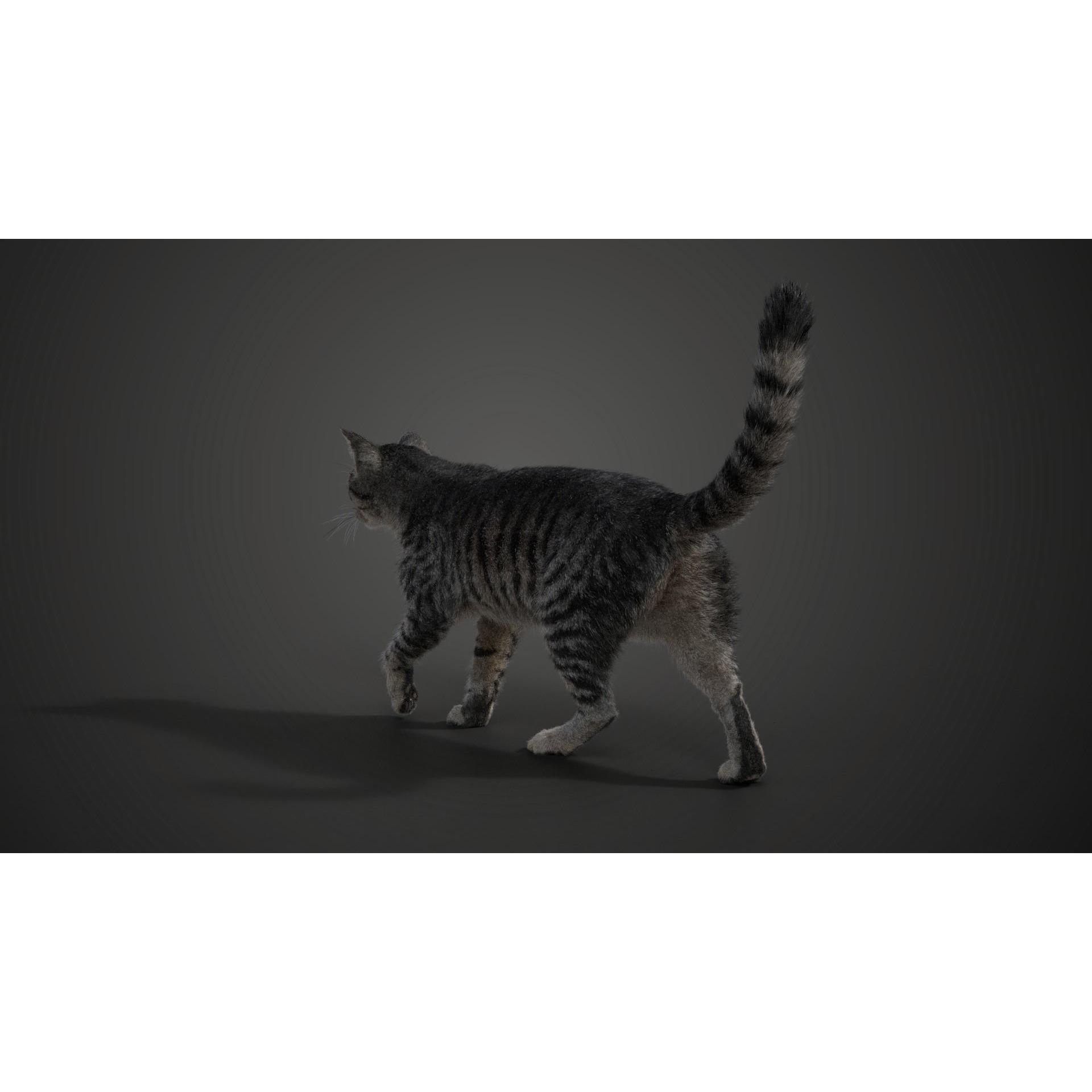 Grey Cat Animated VFX Grace 3D model 8