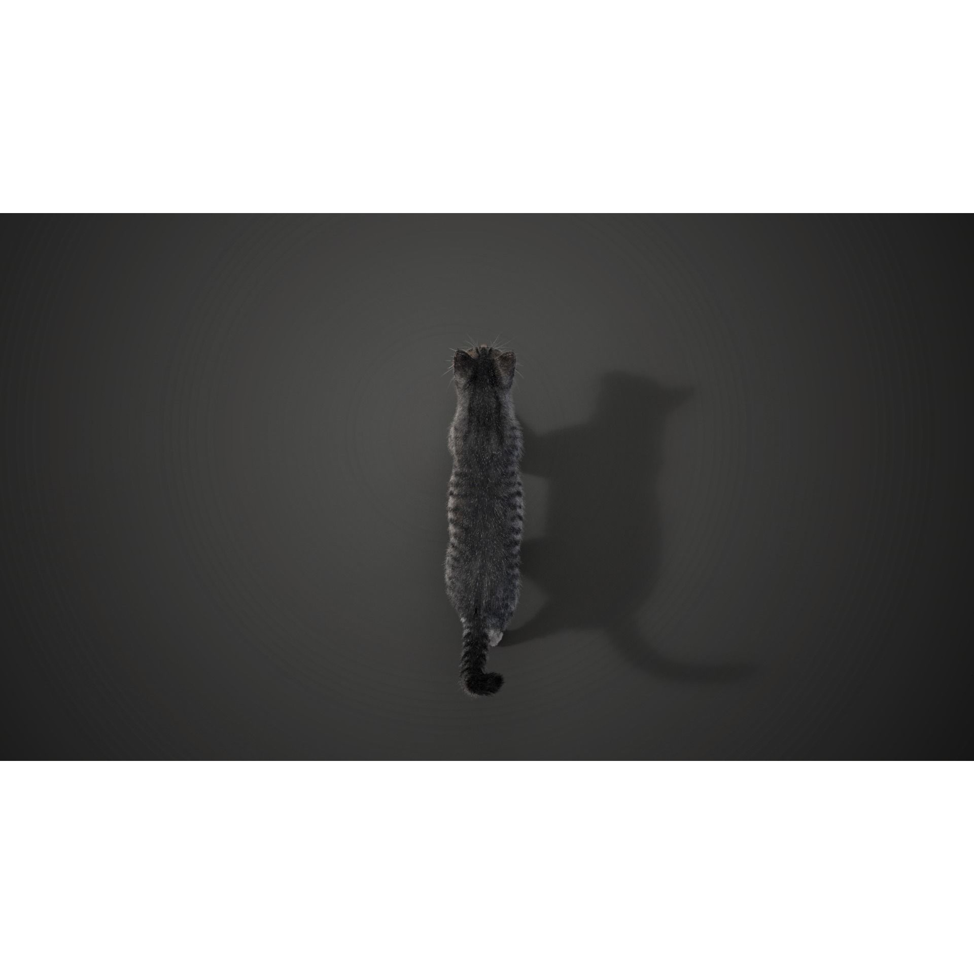 Grey Cat Animated VFX Grace 3D model 9