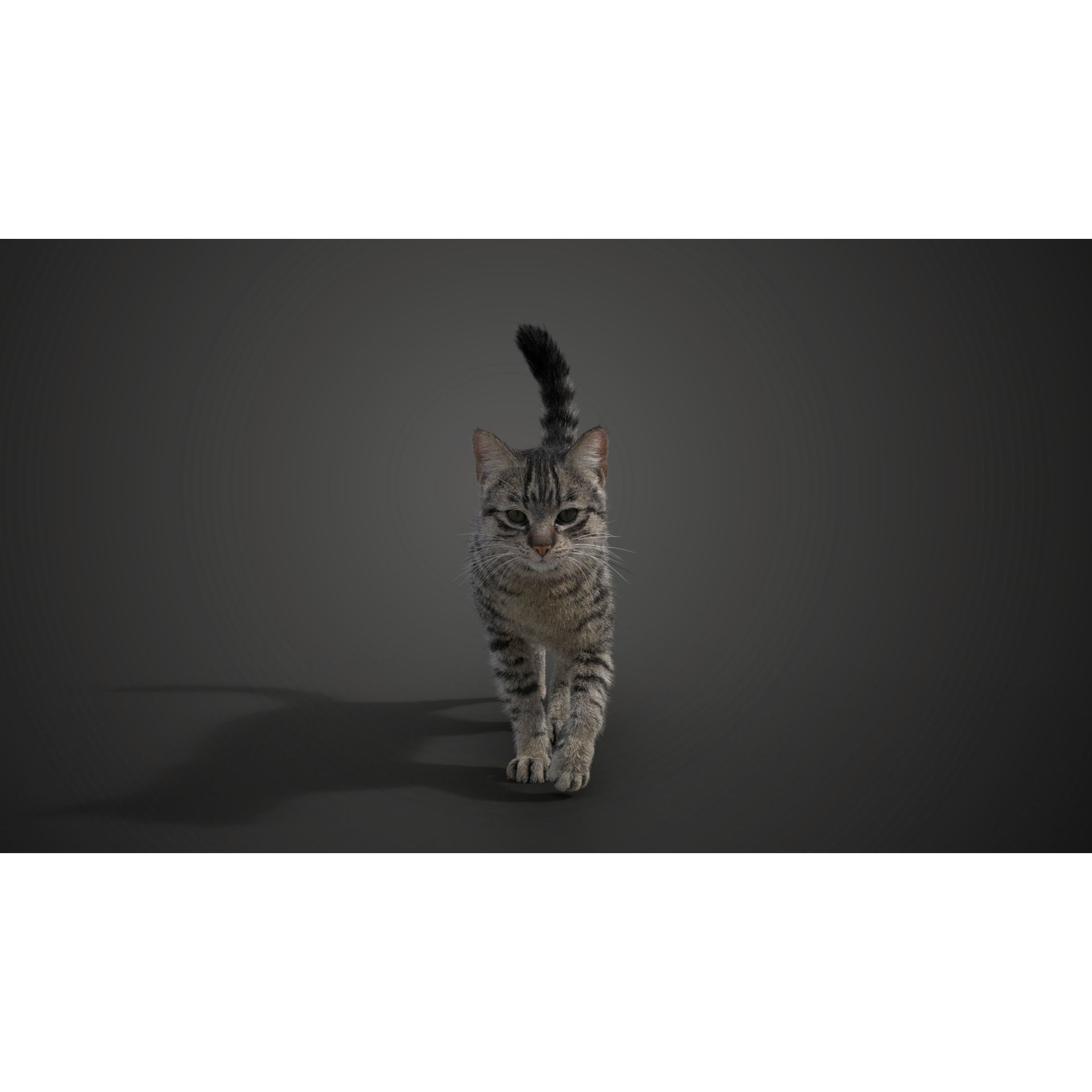 Grey Cat Animated VFX Grace 3D model 10