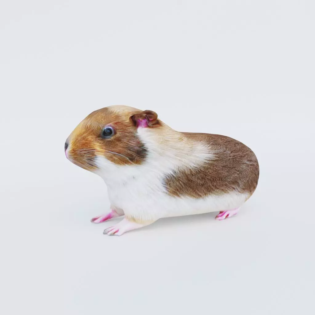 Guinea pig Free 3D model