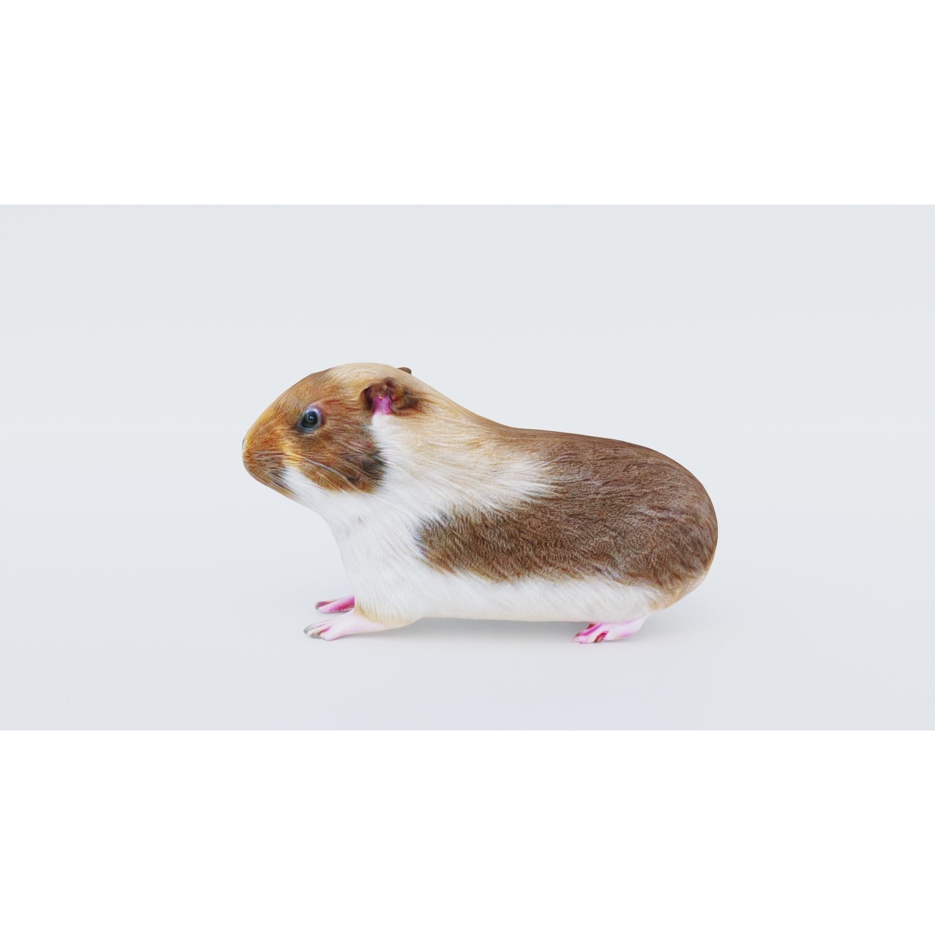Guinea pig Free 3D model 2