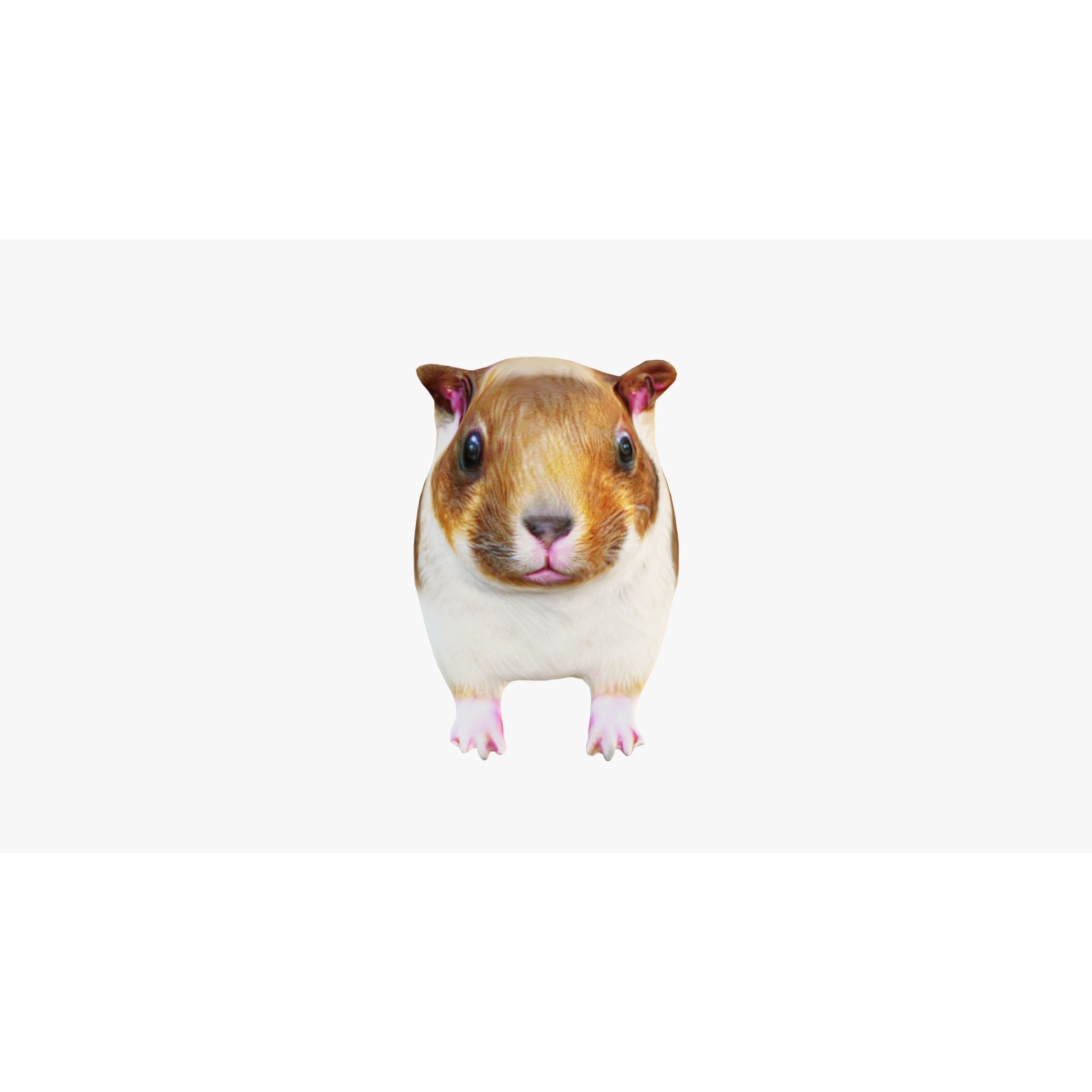 Guinea pig Free 3D model 3