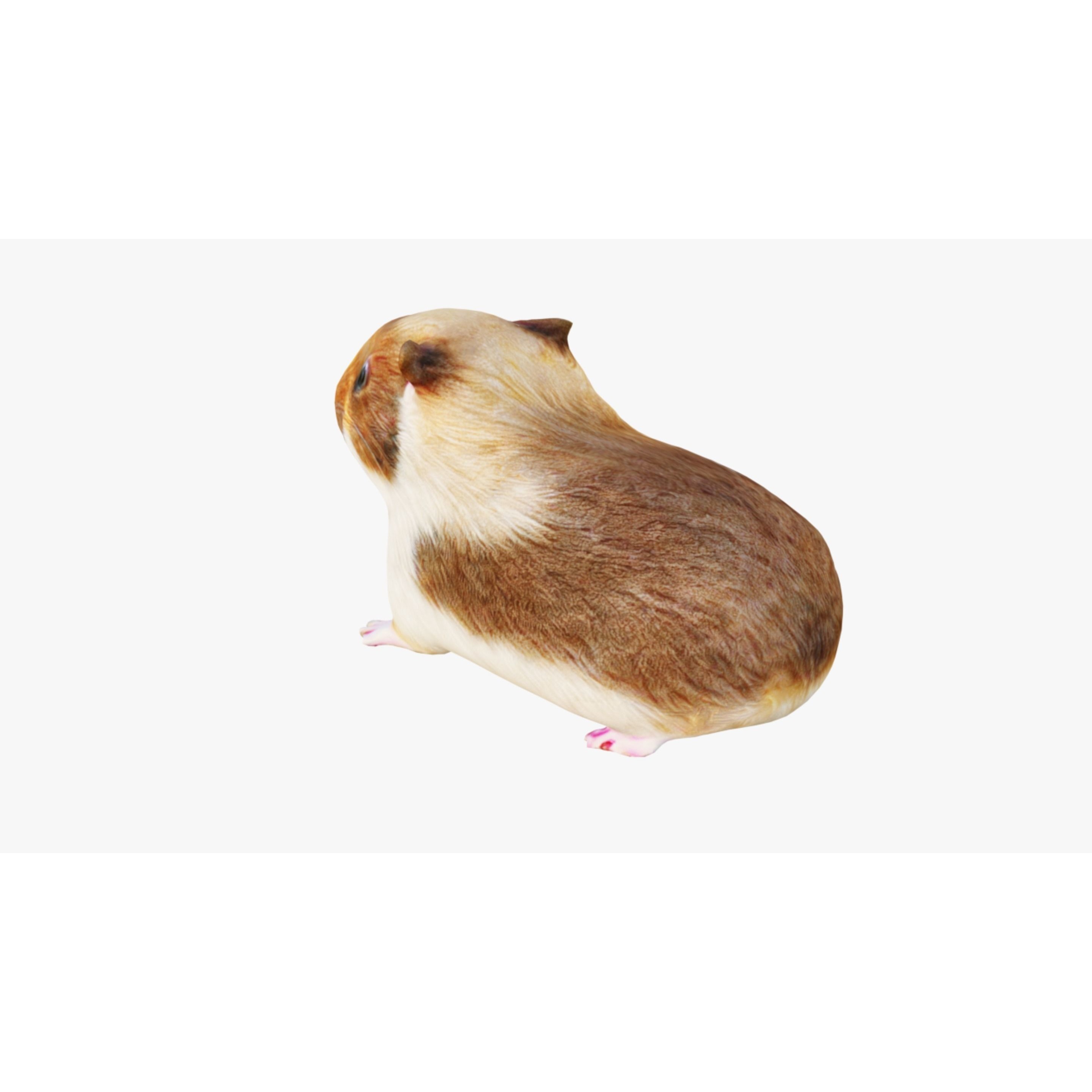 Guinea pig Free 3D model 4