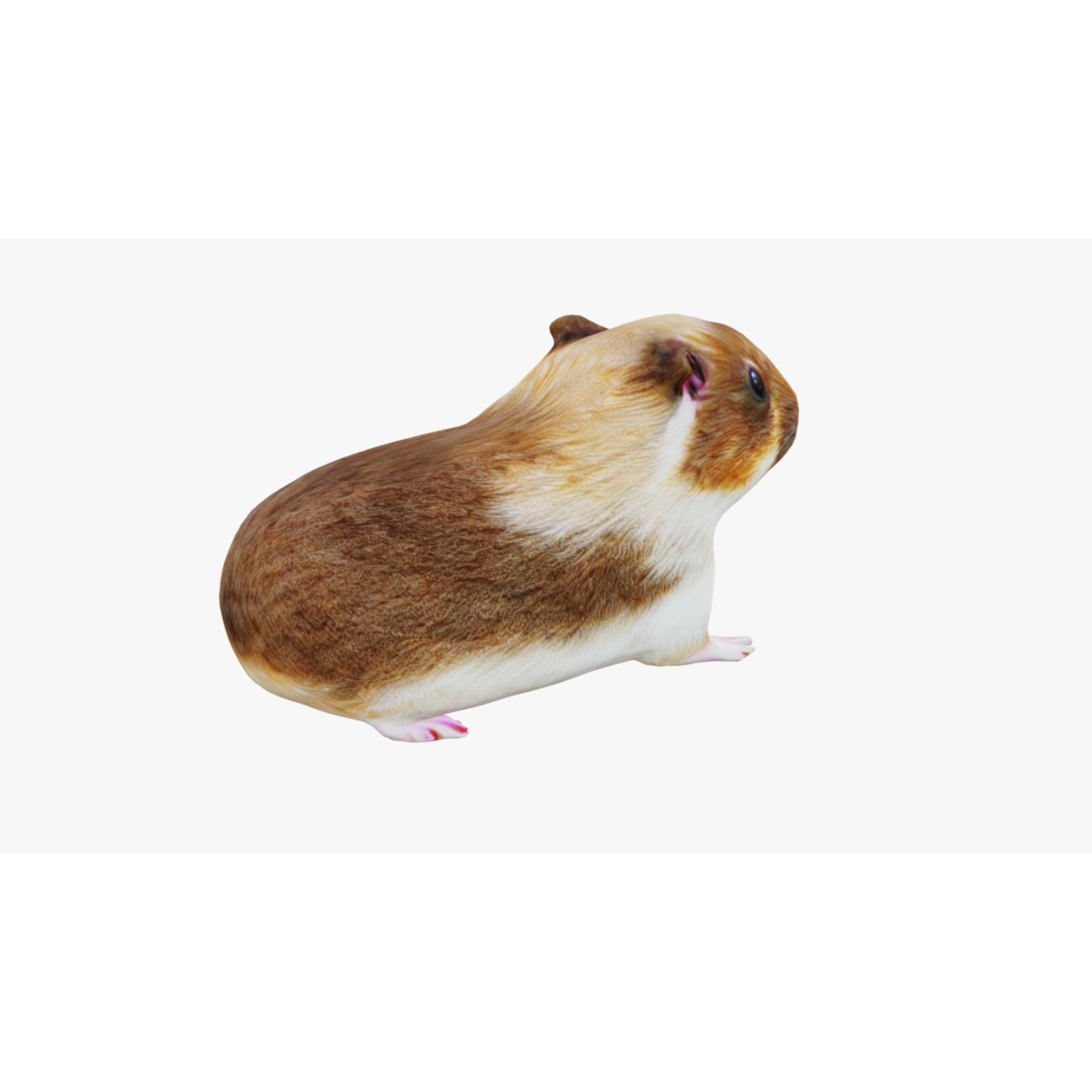 Guinea pig Free 3D model 5