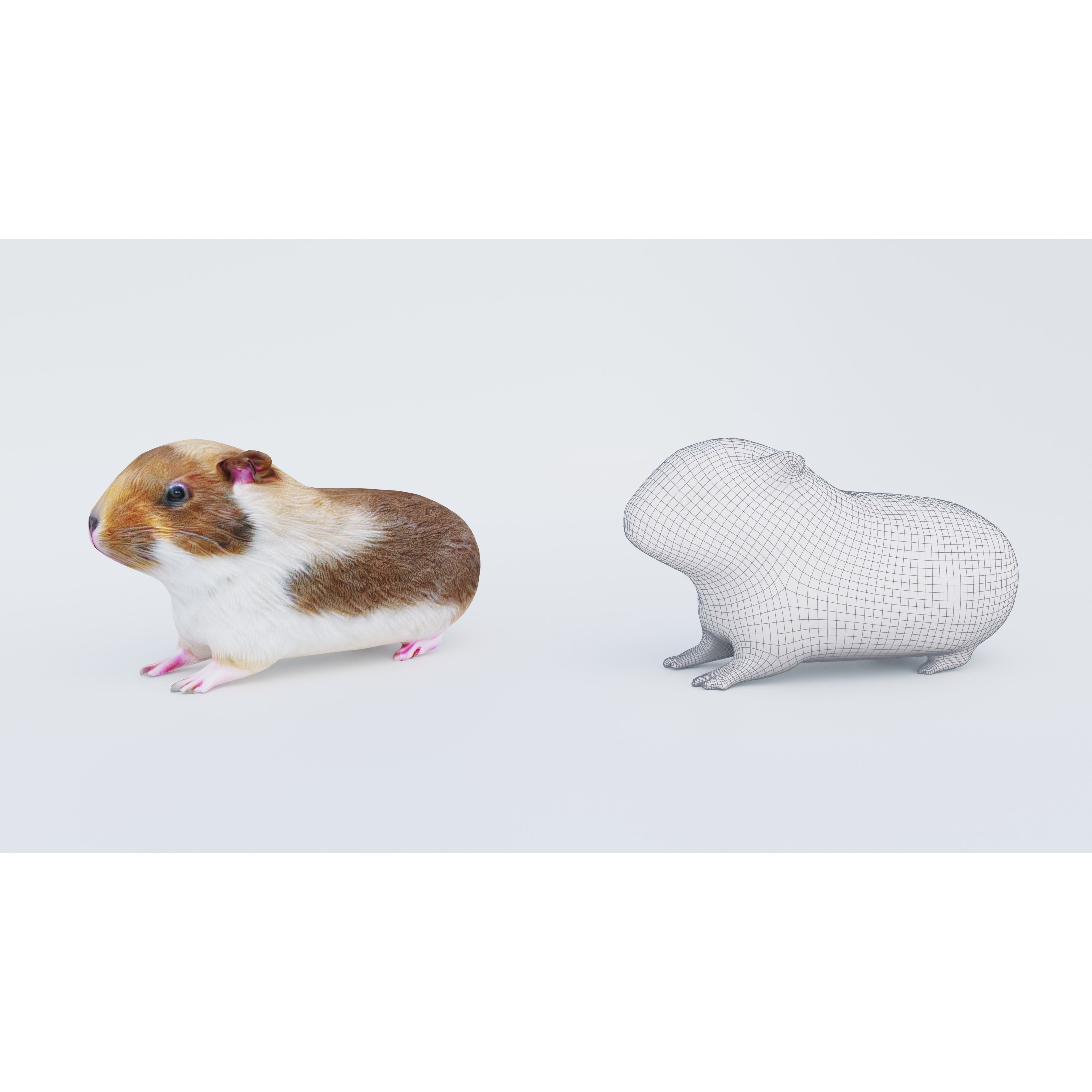 Guinea pig Free 3D model 6