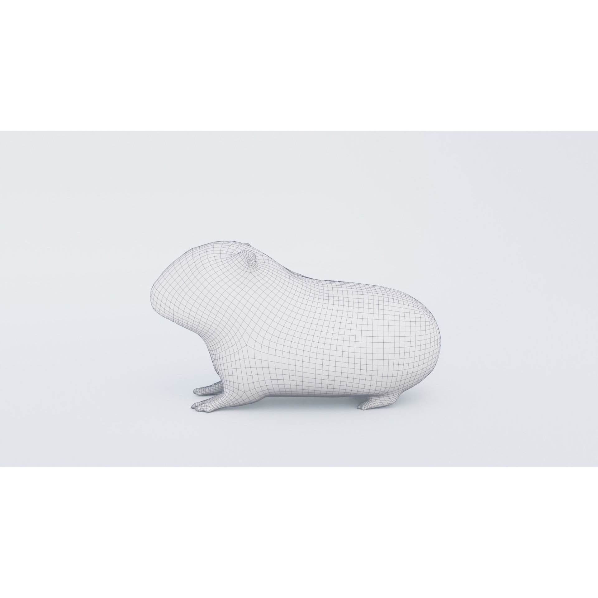 Guinea pig Free 3D model 7