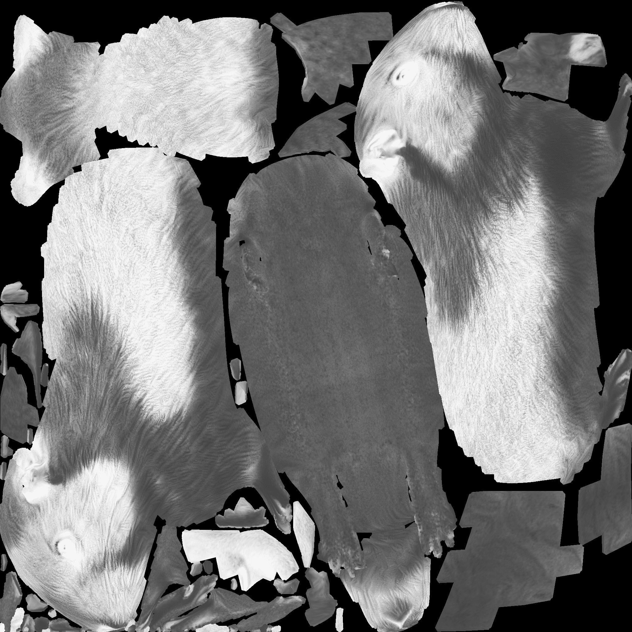 Guinea pig Free 3D model 10