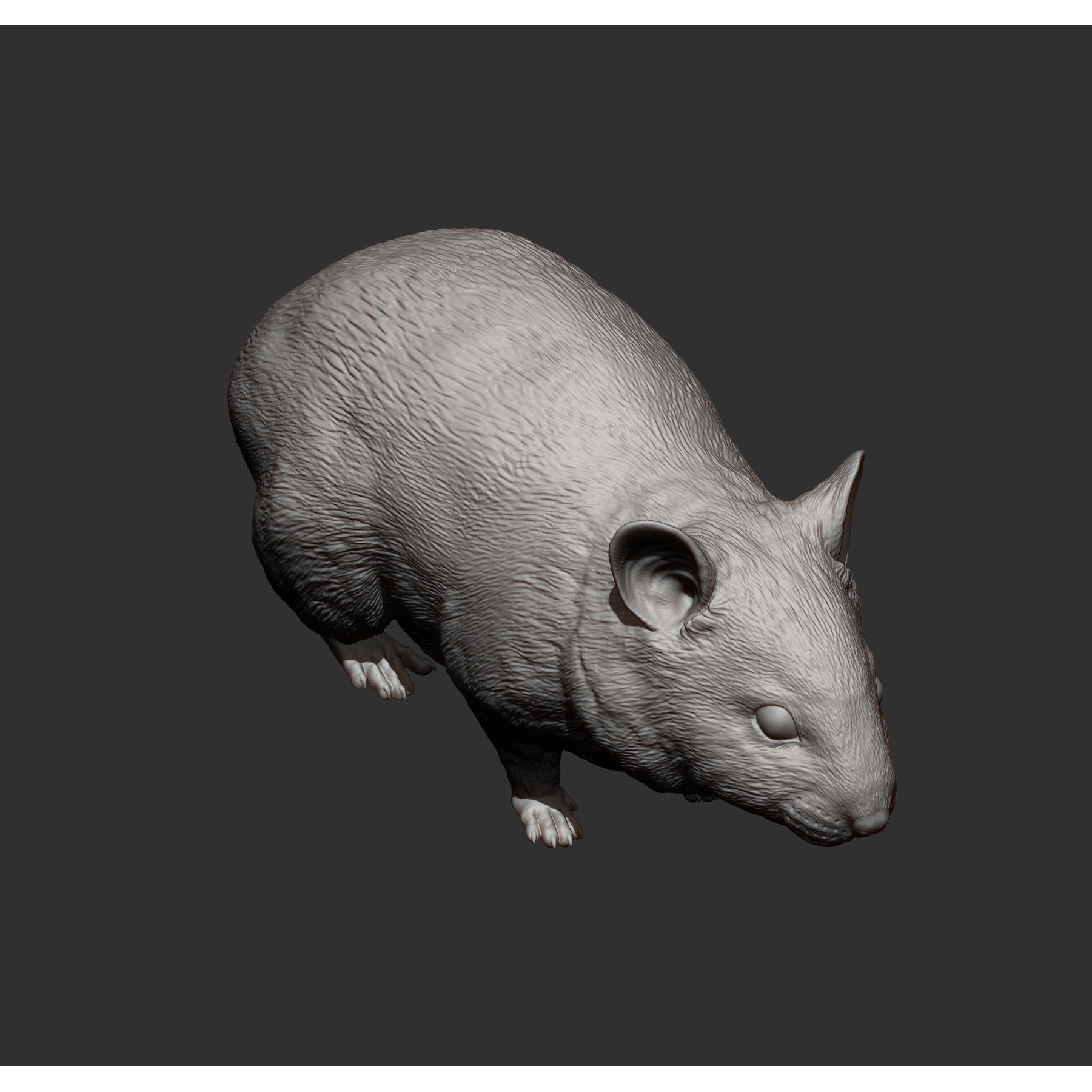 Hamster 3D print model 7