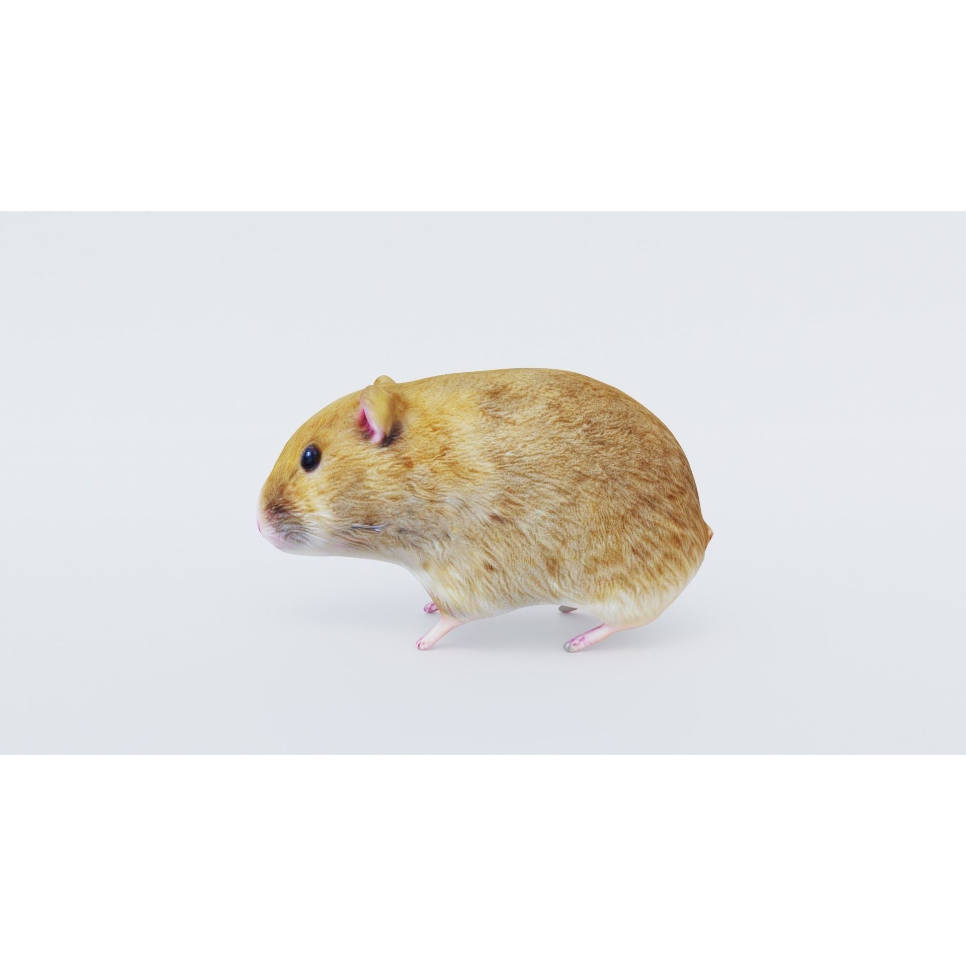 Hamster Free 3D model 2