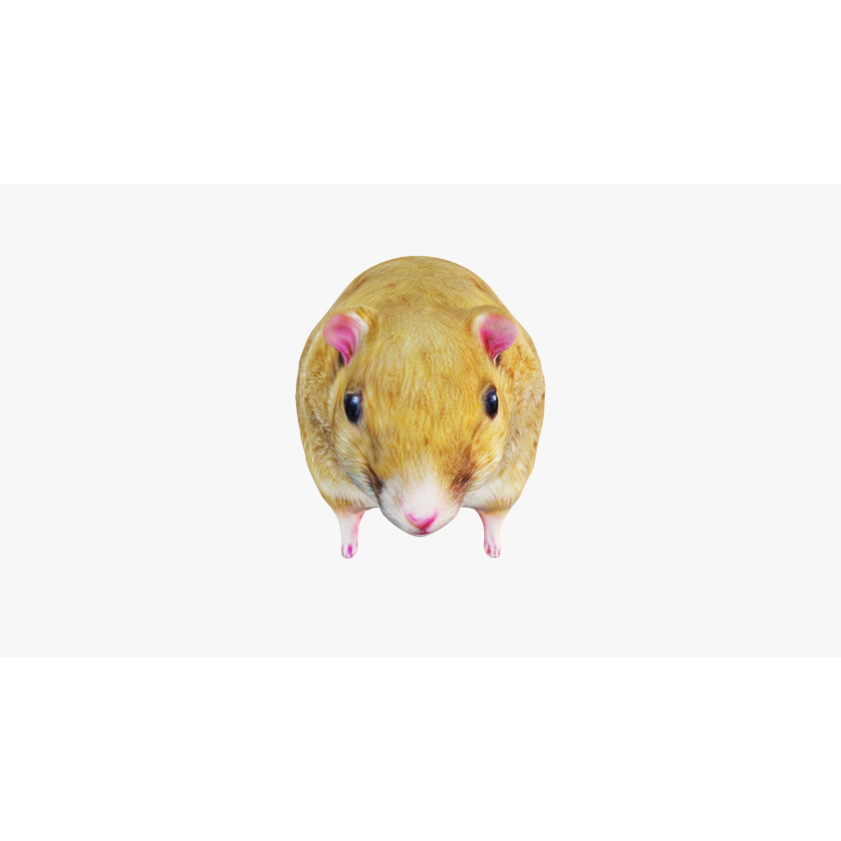Hamster Free 3D model 3
